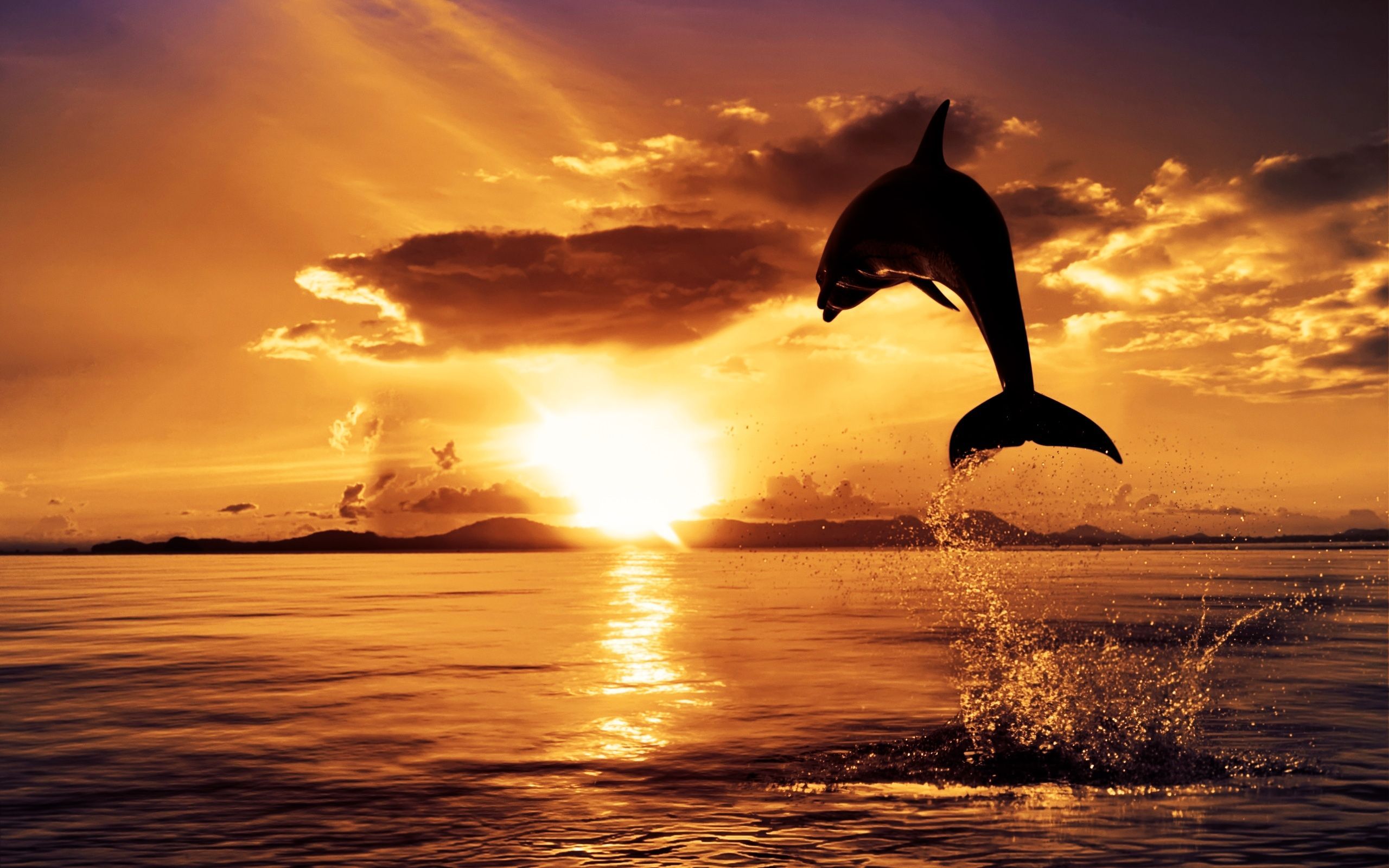 Dolphin Sunset HD Wallpaper Nature Wallpapers 2560x1600