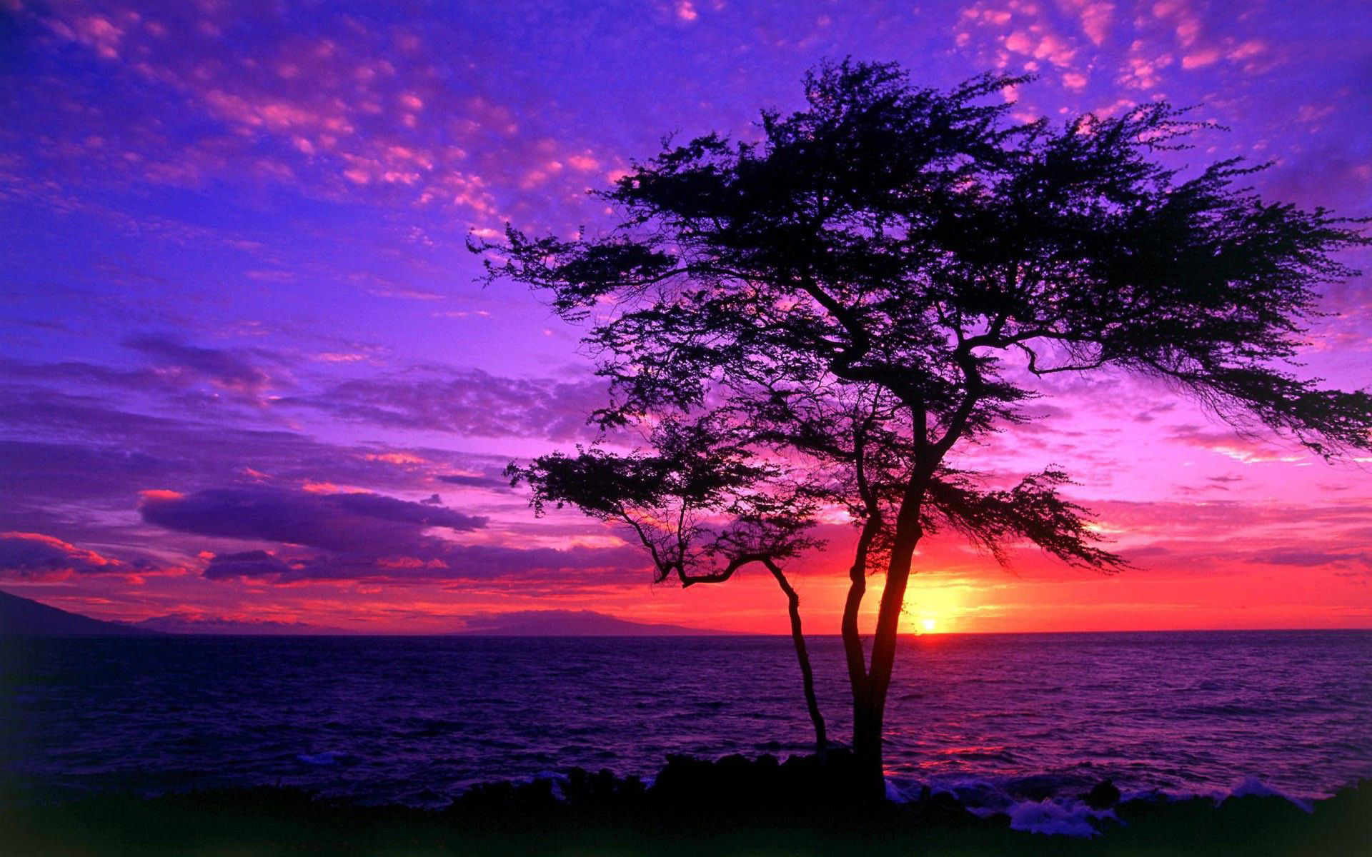 Download Tree silhouette in the purple sunset wallpaper 1920x1200