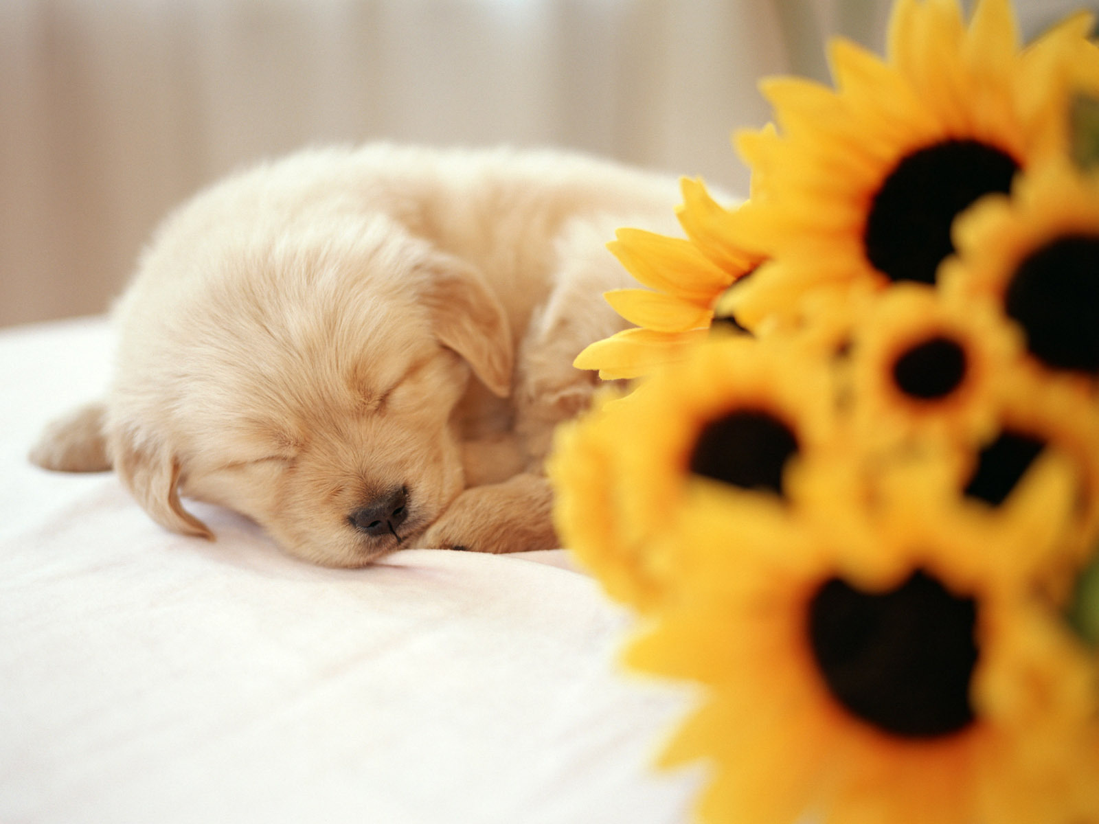 So cute   Puppies Wallpaper 14749024 1600x1200