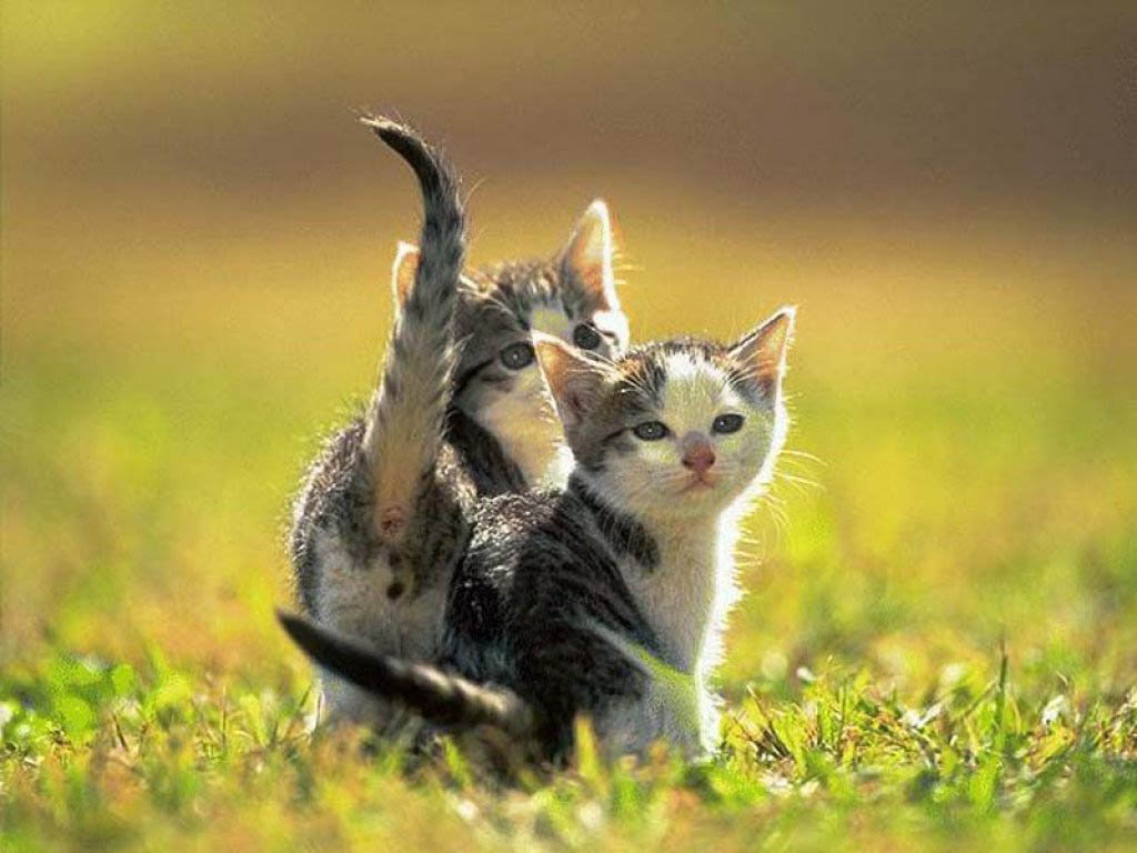 Cute Kittens Wallpapers   Wallpapers 1024x768