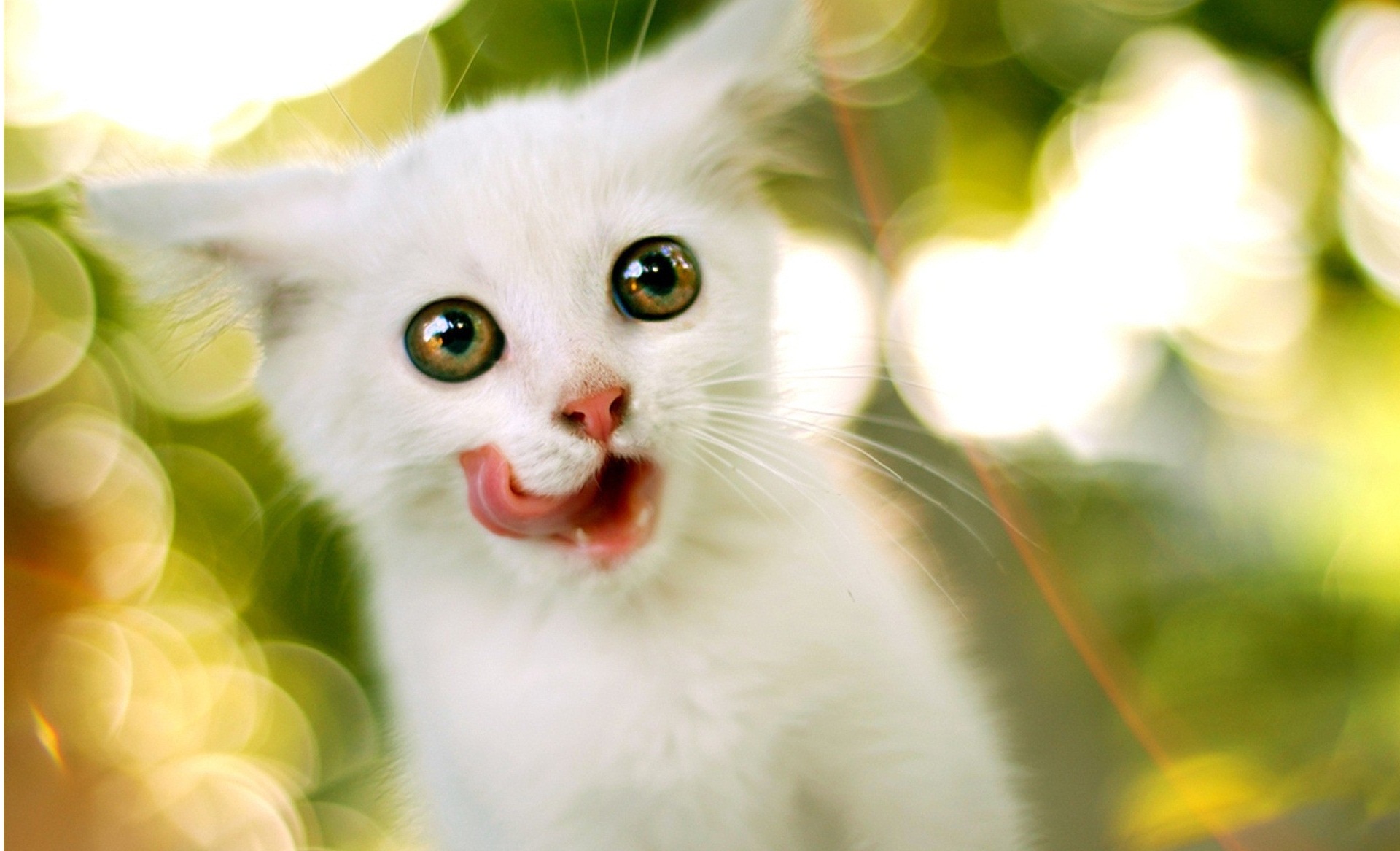 Cute White Cat Wallpapers HD Wallpaper 1920x1167