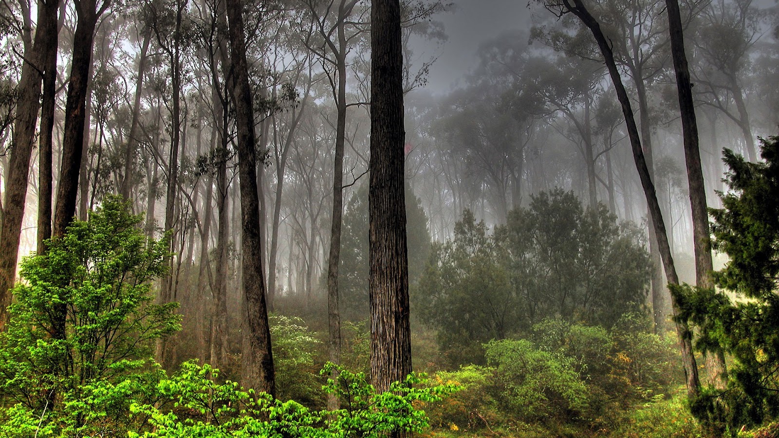 sweetcouple High Resolution Beautiful Nature Jungle 1600x900