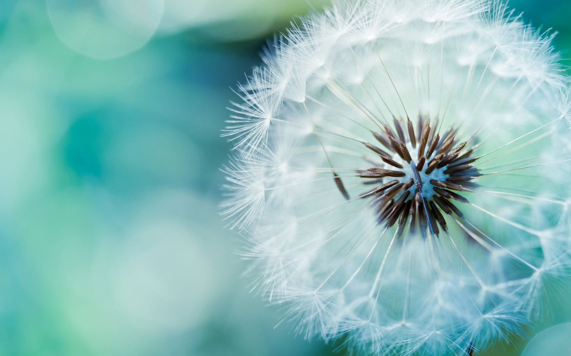 Dandelion Nature Flower Wallpaper 1920x1200