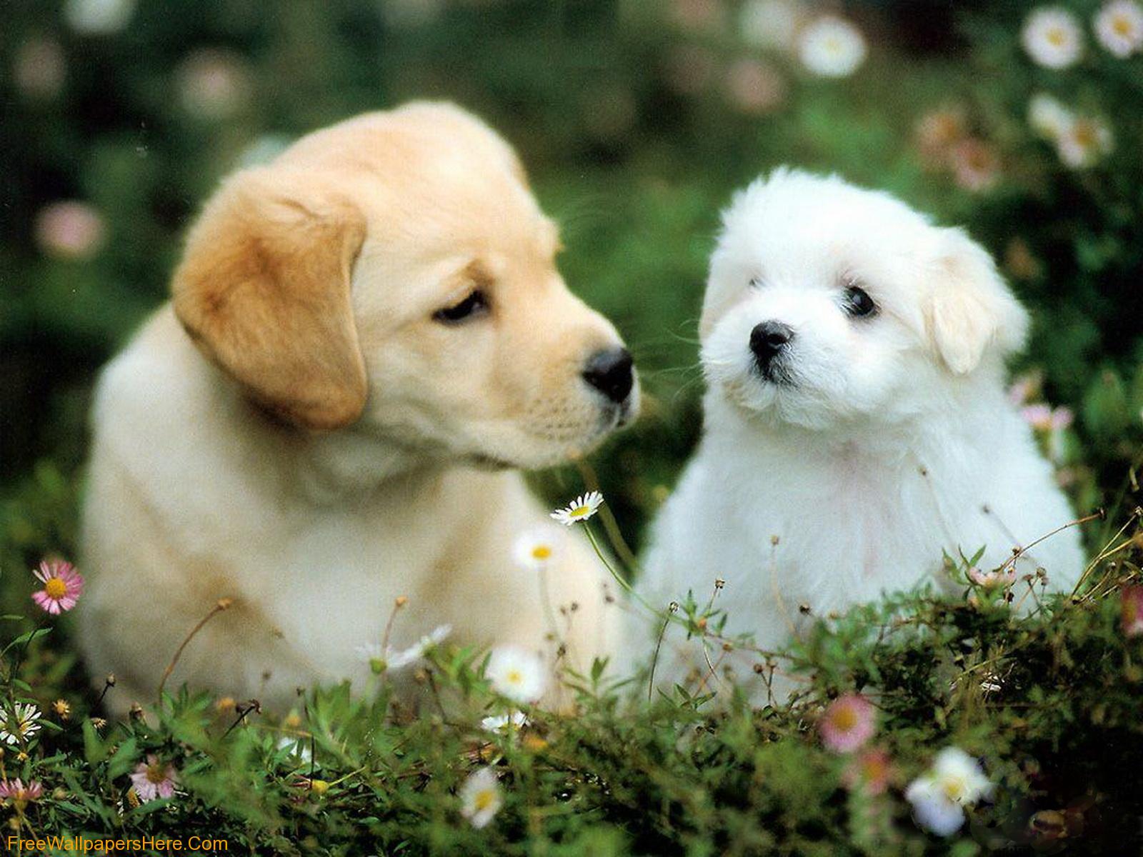 Wallpaper Gallery Cute Puppies Wallpaper 1600x1200