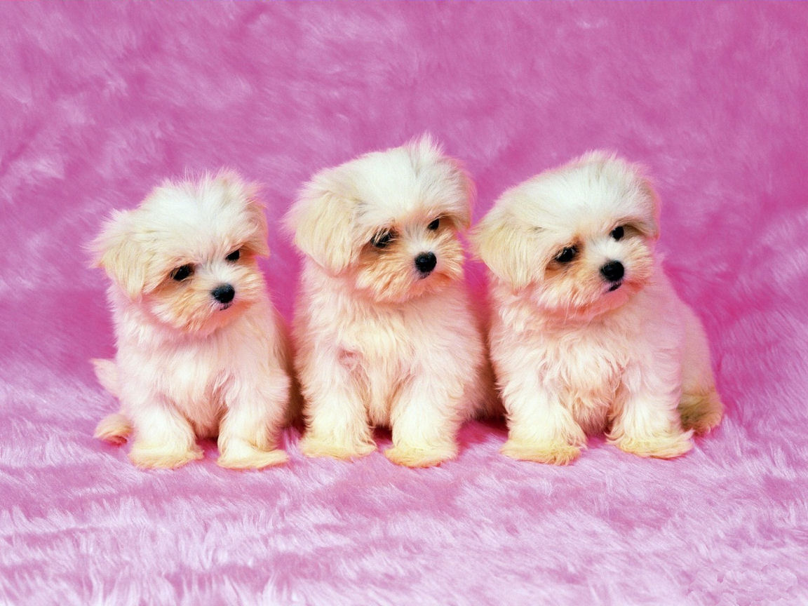 Cute Puppy Wallpaper   wwwwallpapers in hdcom 1152x864