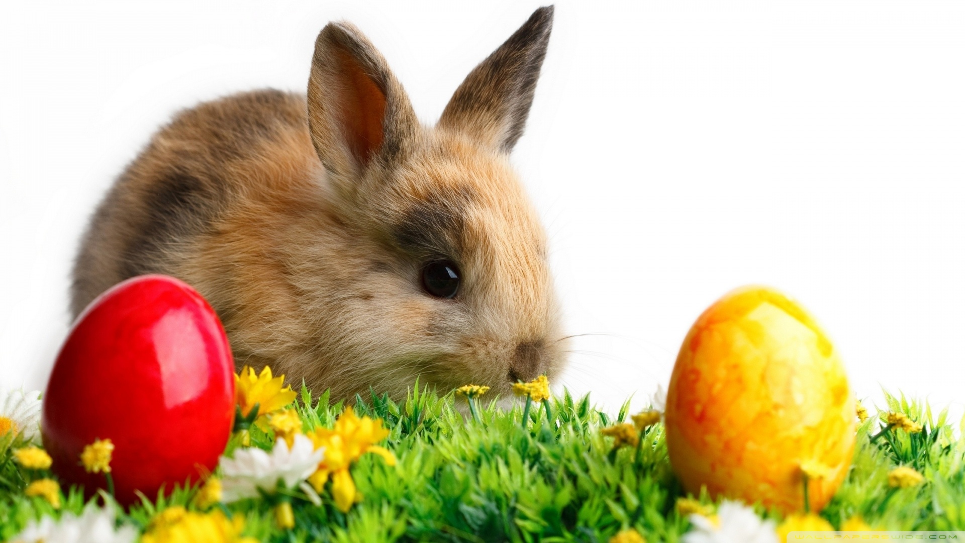 Easter Cute Rabbit Wallpaper 1920x1080 Easter Cute Rabbit 1920x1080