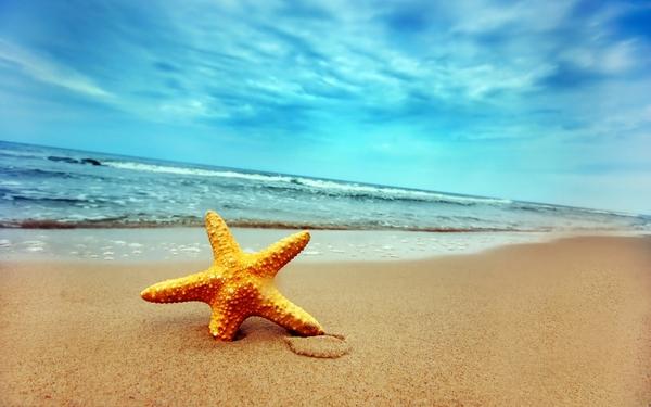 oceanbeach ocean beach sand starfish seea 1920x1200 wallpaper 600x375