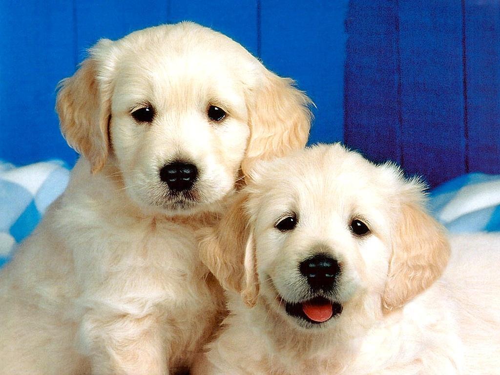 Cute Dog Wallpaper   Dogs Wallpaper 13936376 1024x768