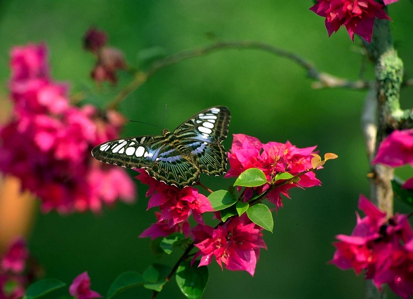 Flowers butterfly natural beauty desktop wallpapers 1415x1024