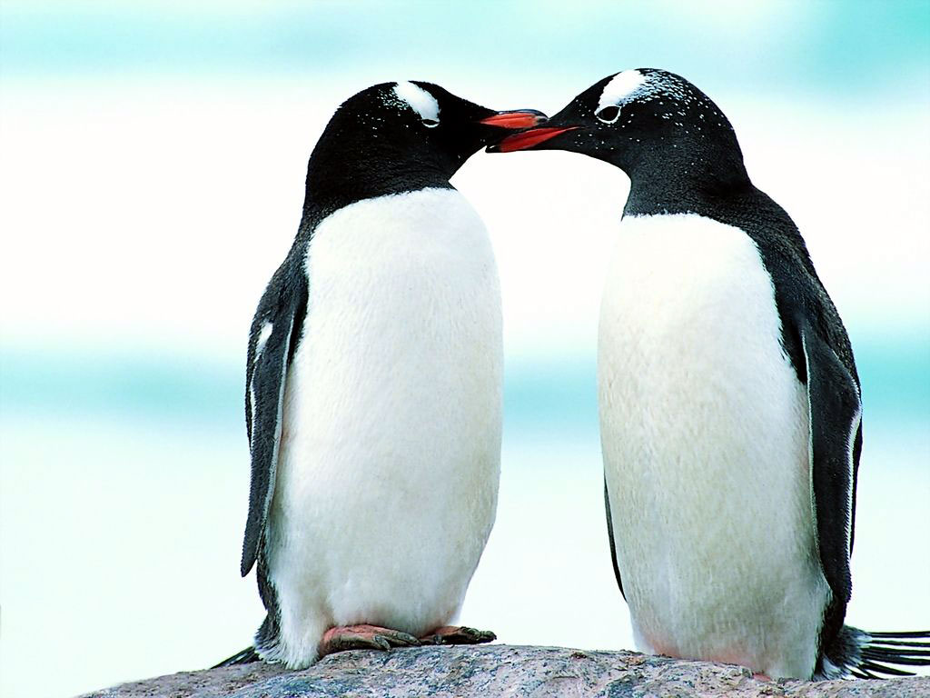 Lovely Wallpapers Penguin Birds Cute Wallpapers 1024x768