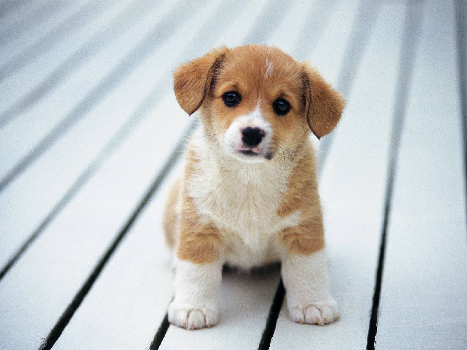 Cute Puppy   Puppies Wallpaper 1600x1200