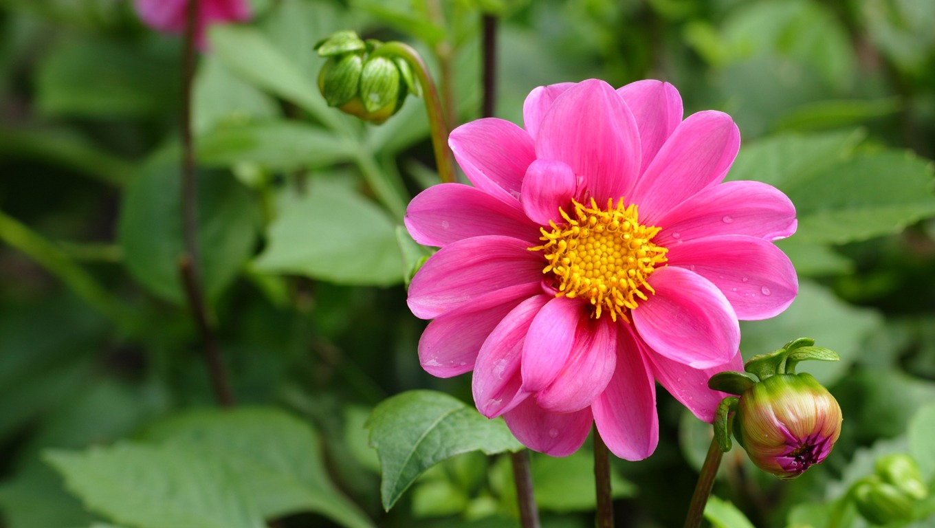 1360x768 wallpaper Dahlia Flower Wallpaper Background 1360x768