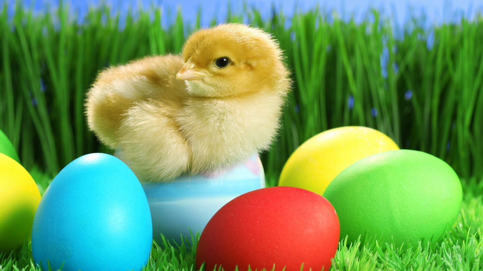 Funny Easter Wallpapers for Desktop Backgrounds Desktop Background 1600x900