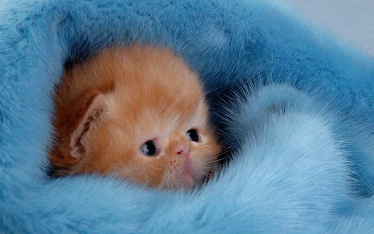 Cute Kitten Wallpaper   Kittens Wallpaper 16094695 1280x800