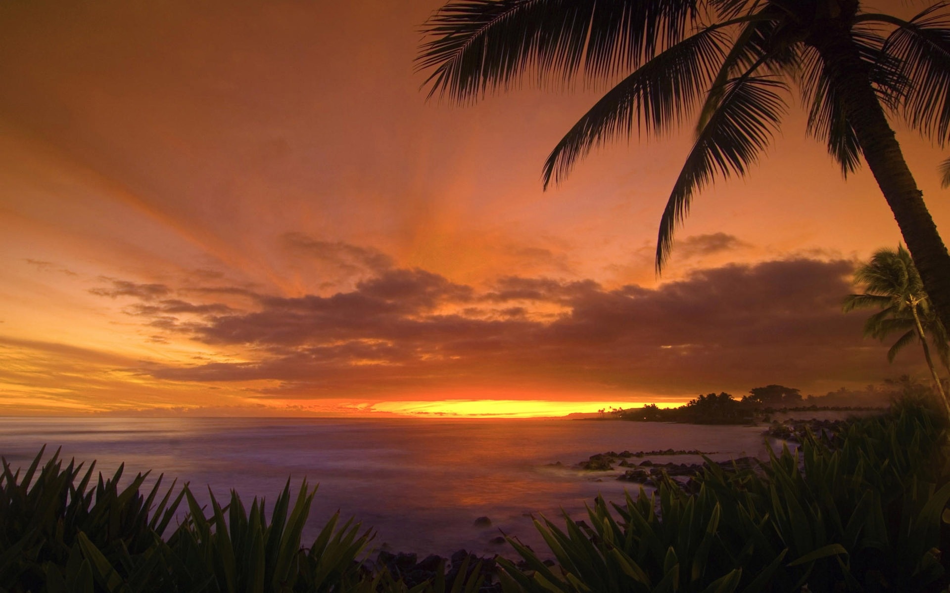 Tropical Sunset HD Wallpaper Nature Wallpapers 1920x1200