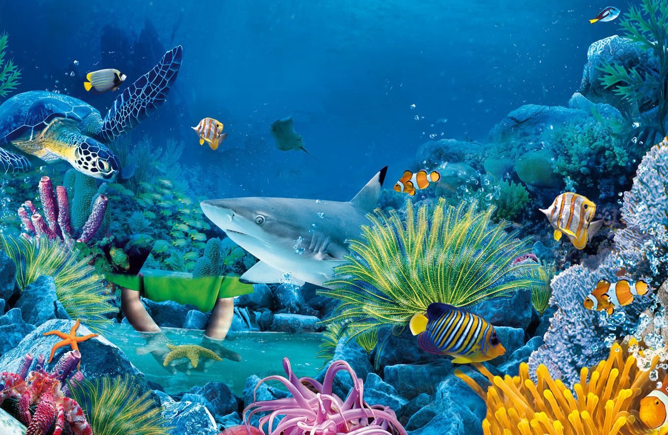 Sea Life HD Wallpapers Backgrounds 1357x883