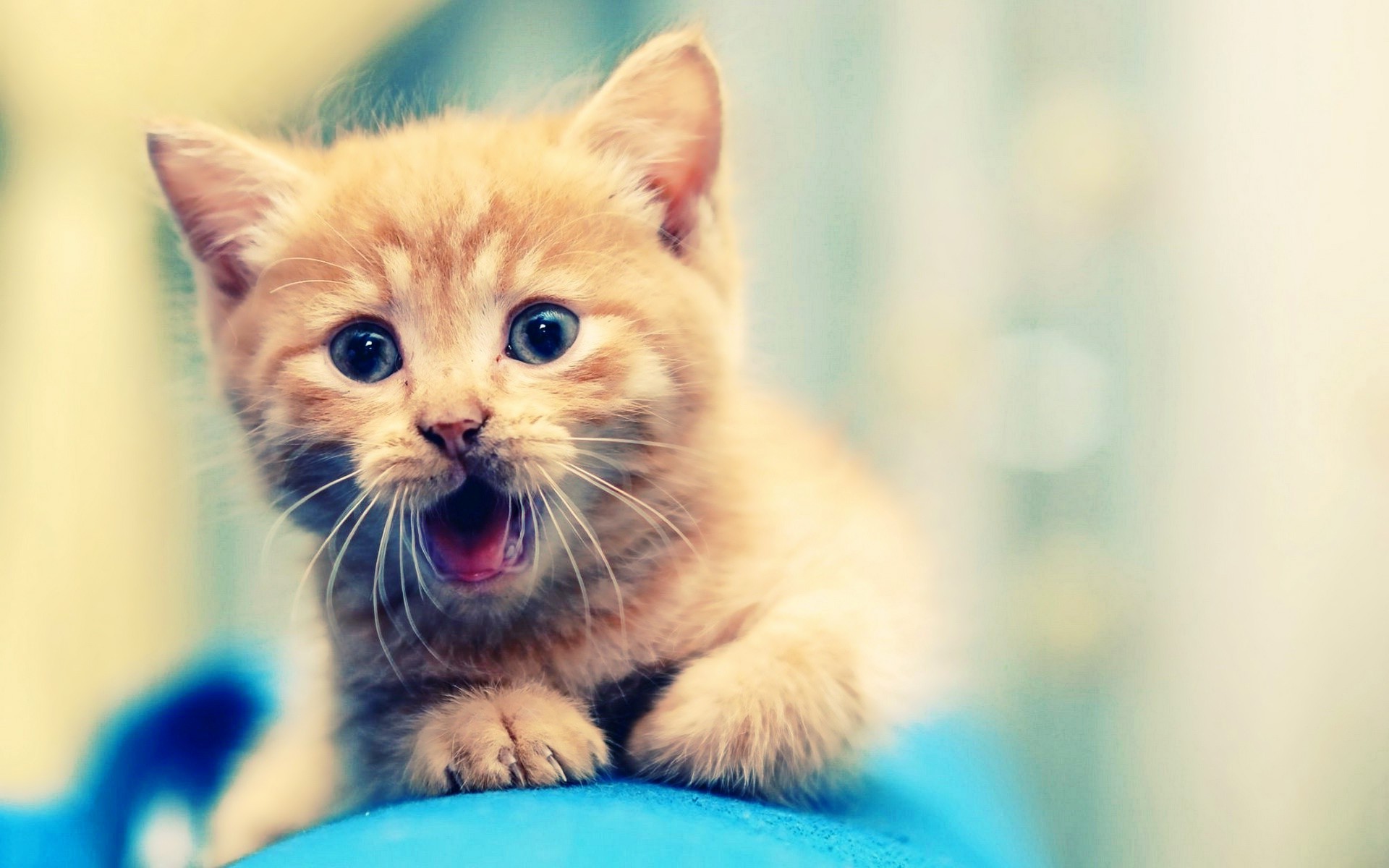 Cute Kitten Wallpaper 15687 Wallpaper Wallpaper hd 1920x1200