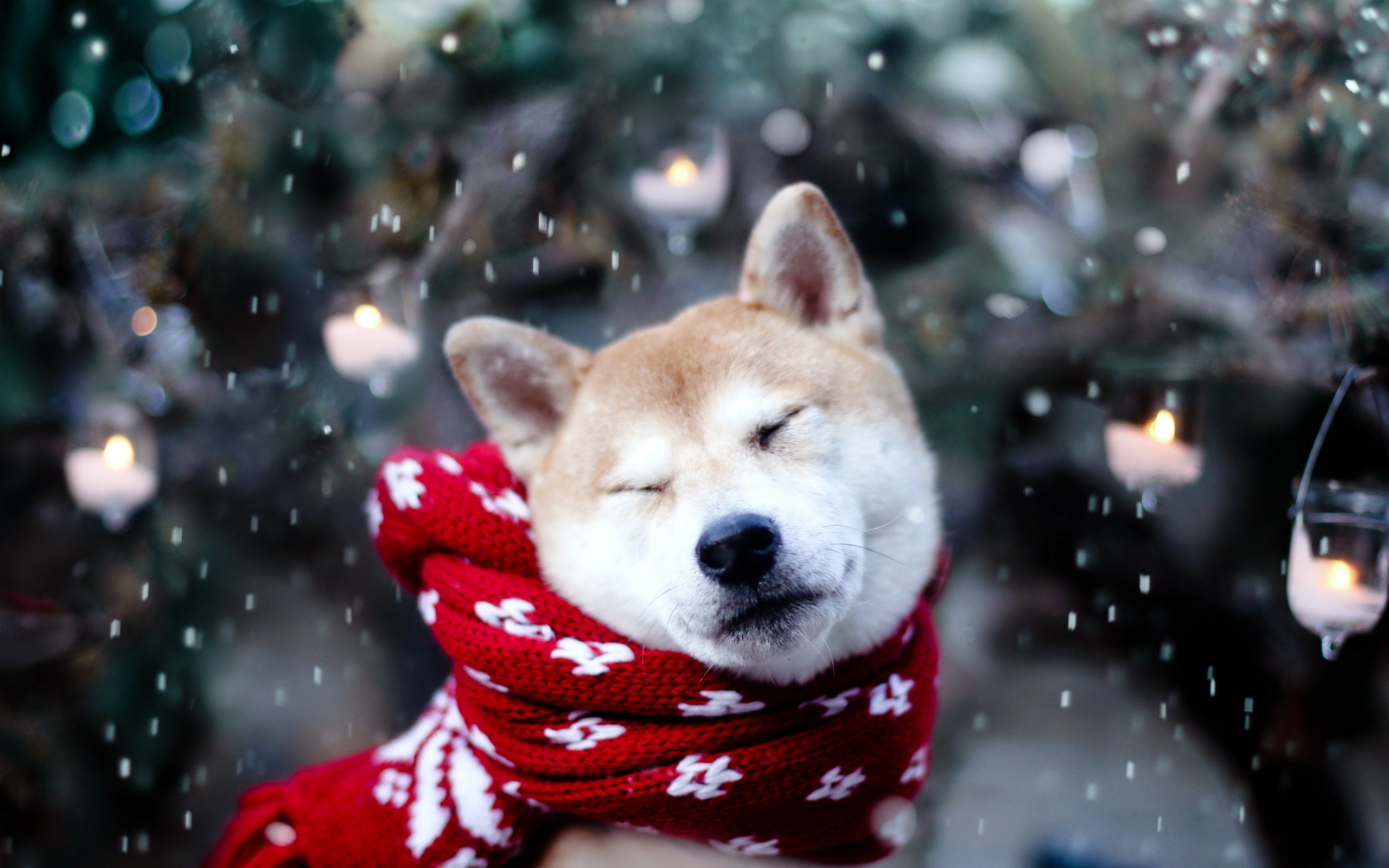 cute dog winter snow snowflakes nature photo wallpaper 2560x1600 2560x1600