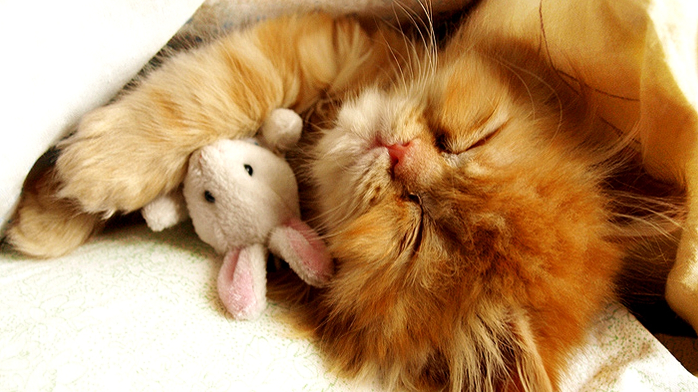 Cute Kitten Wallpaper 1366x768