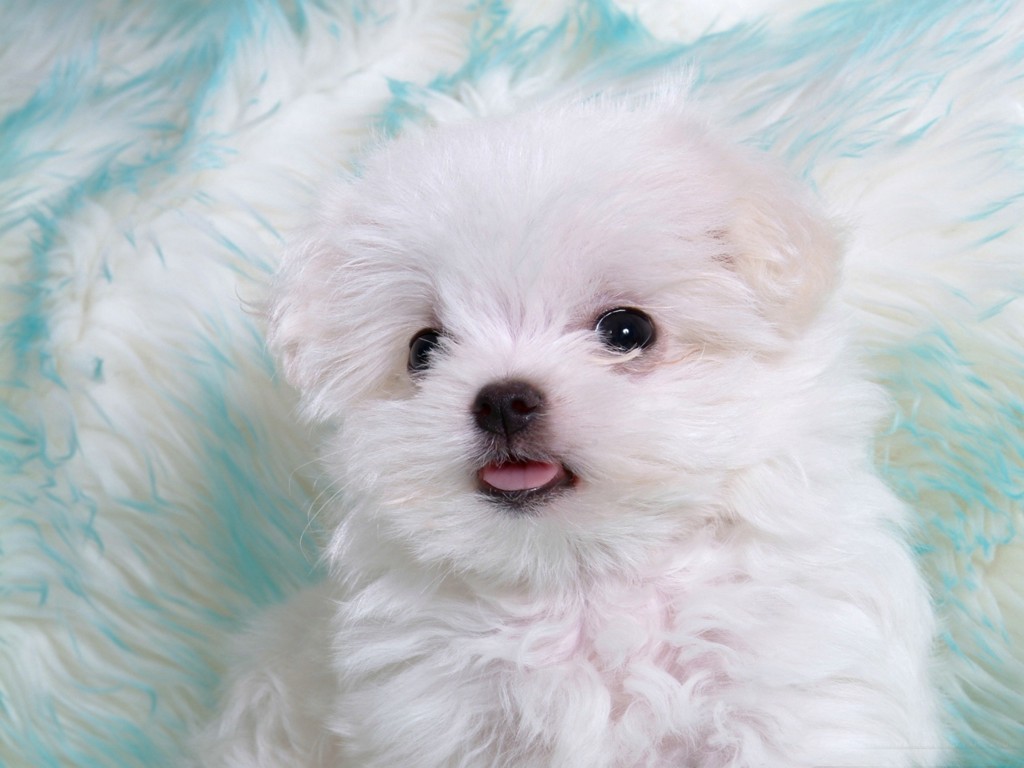 Cute White Puppies In Photos Funny And Cute Animals 1024x768