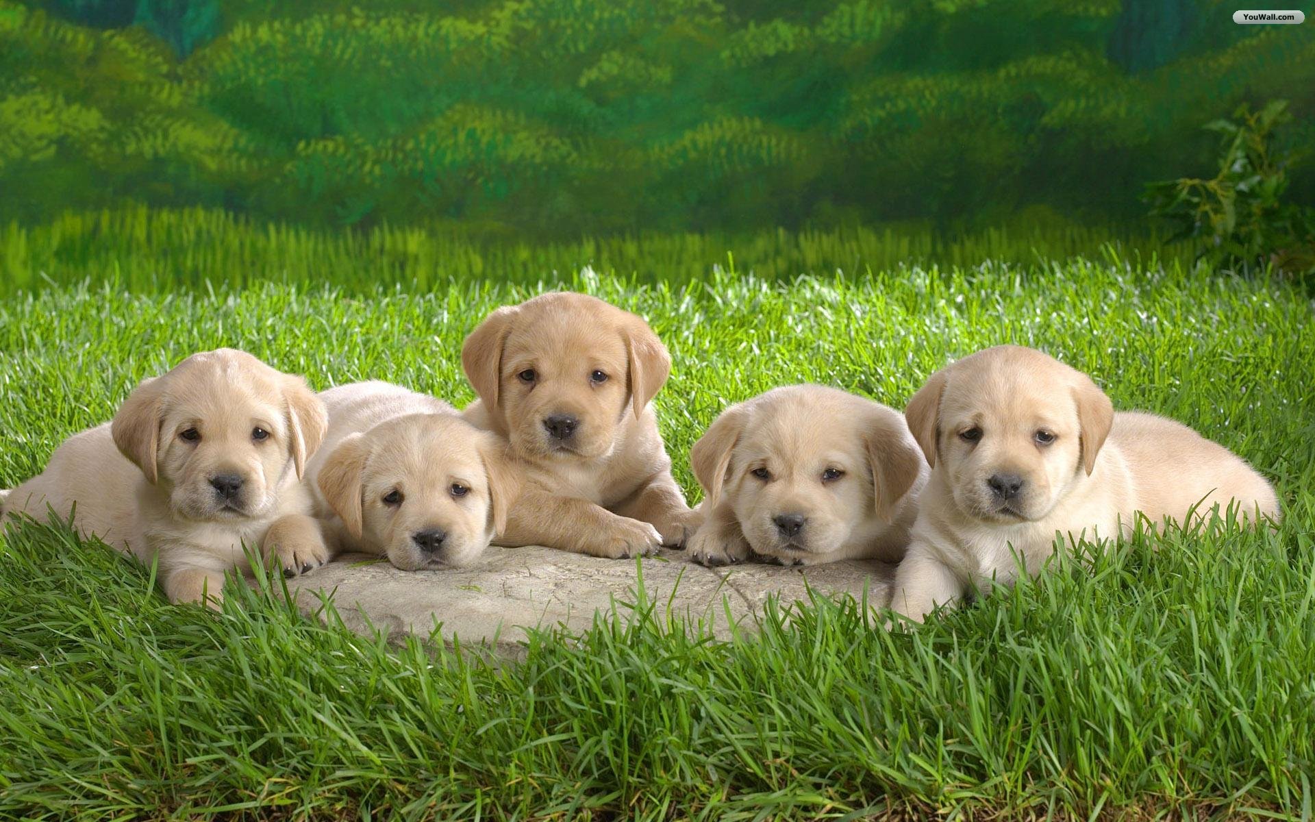 Cute Puppy Desktop Backgrounds Cute desktop wallpaper 1920x1200