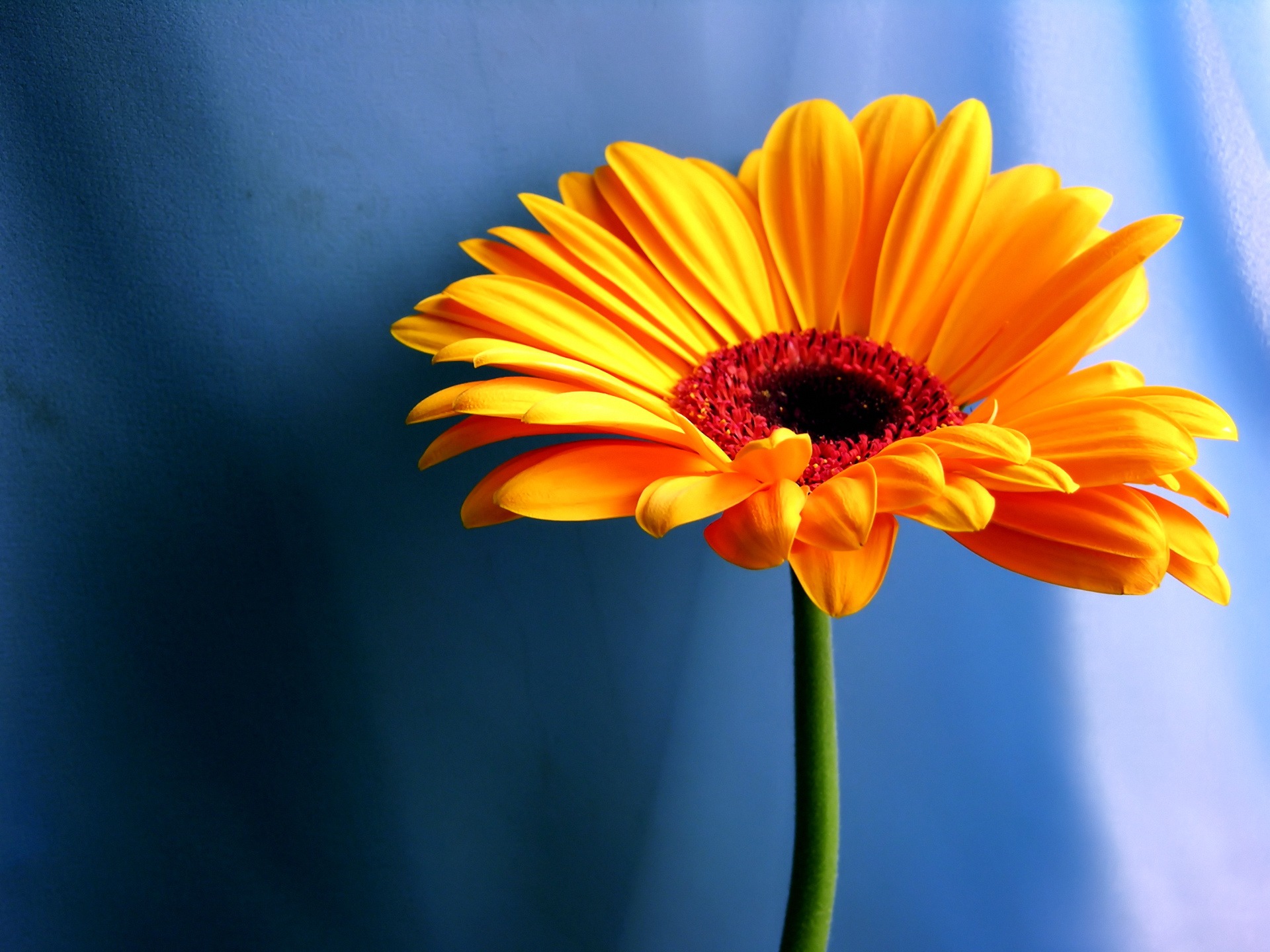 orange flower wallpaper flowers nature wallpaper 1920 1440 1665jpg 1920x1440