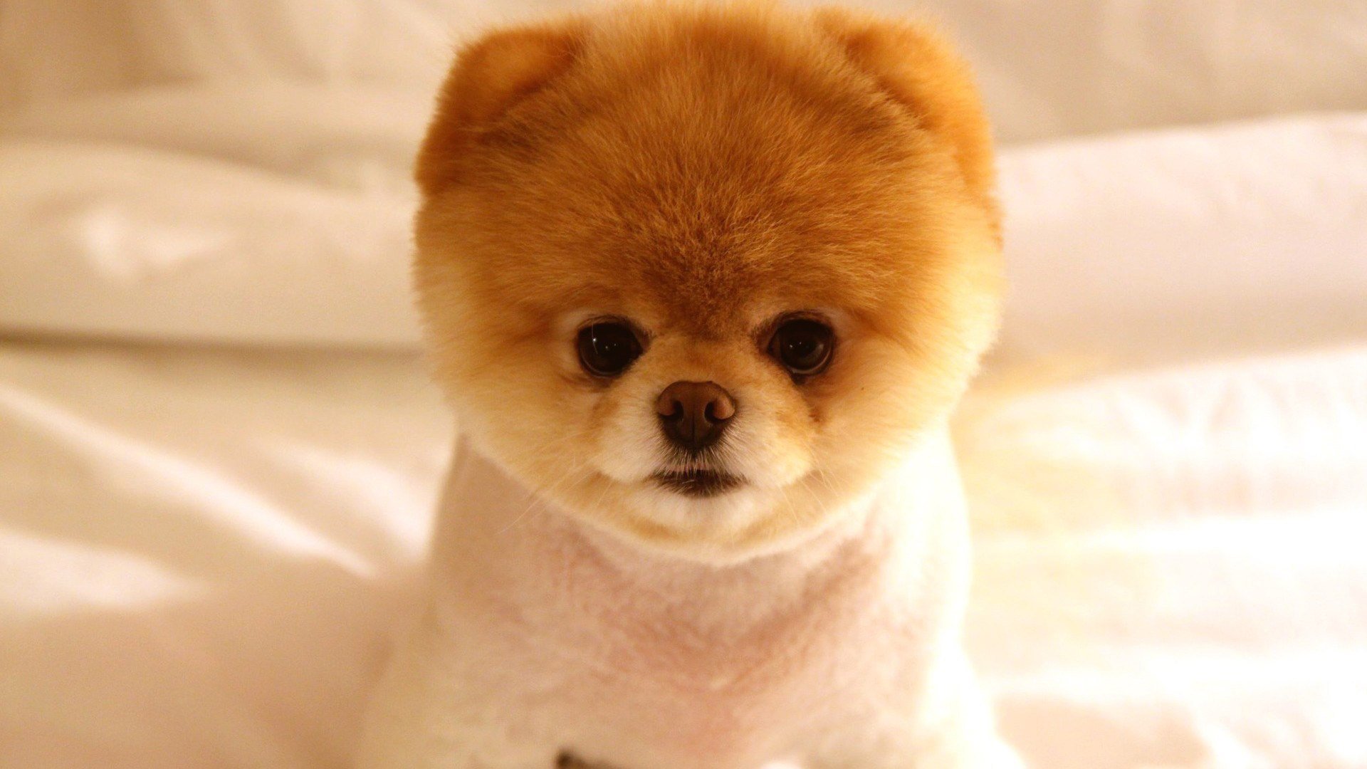 very cute little dog wallpapers55com   Best Wallpapers for PCs 1920x1080