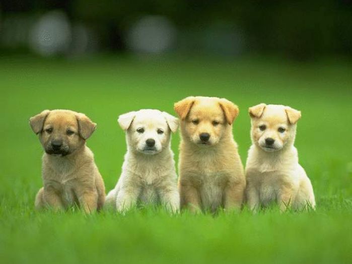 Really cute puppies wallpaper pictures 3 699x524