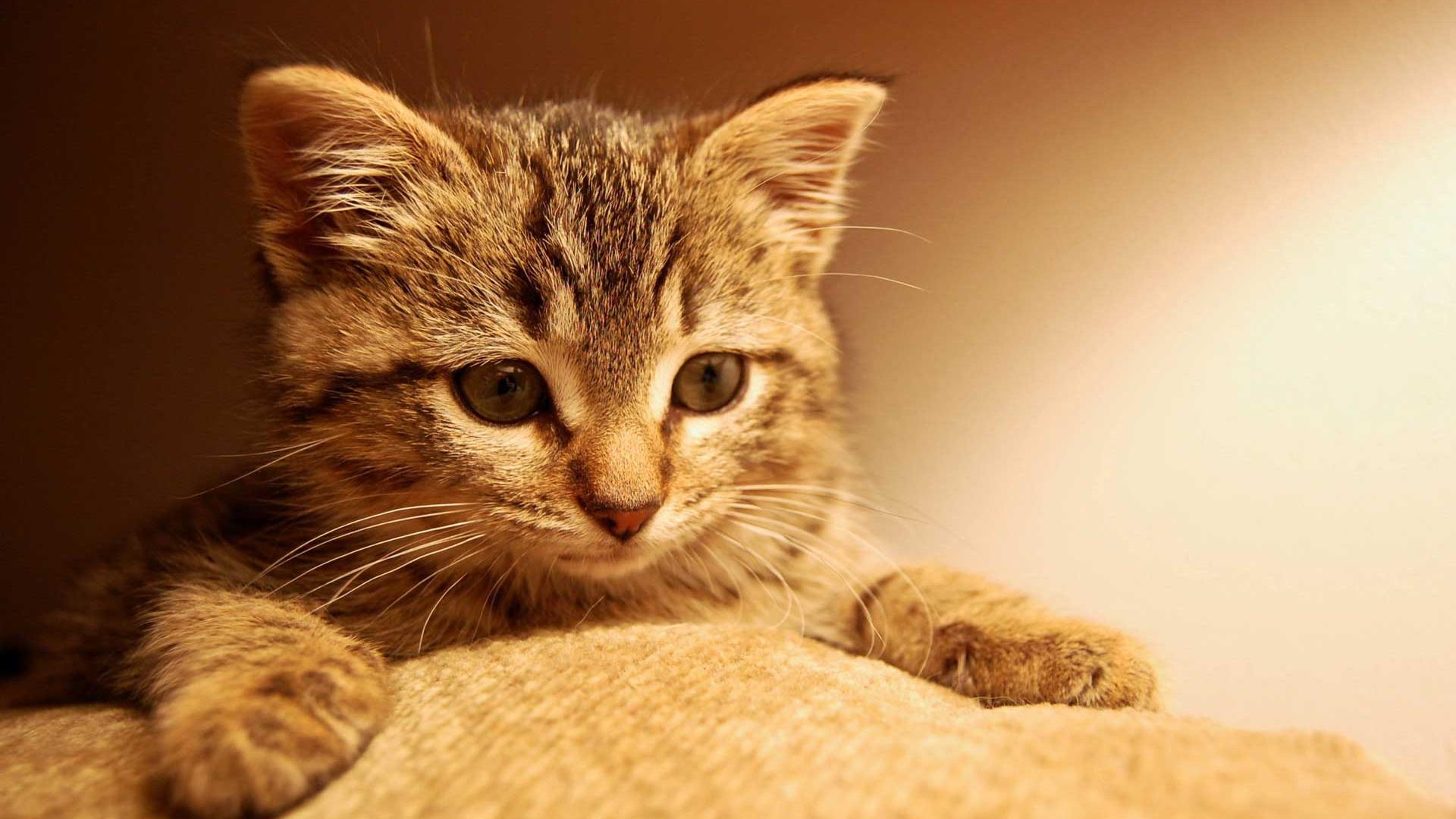 Cute Kitten wallpaper   611618 1920x1080