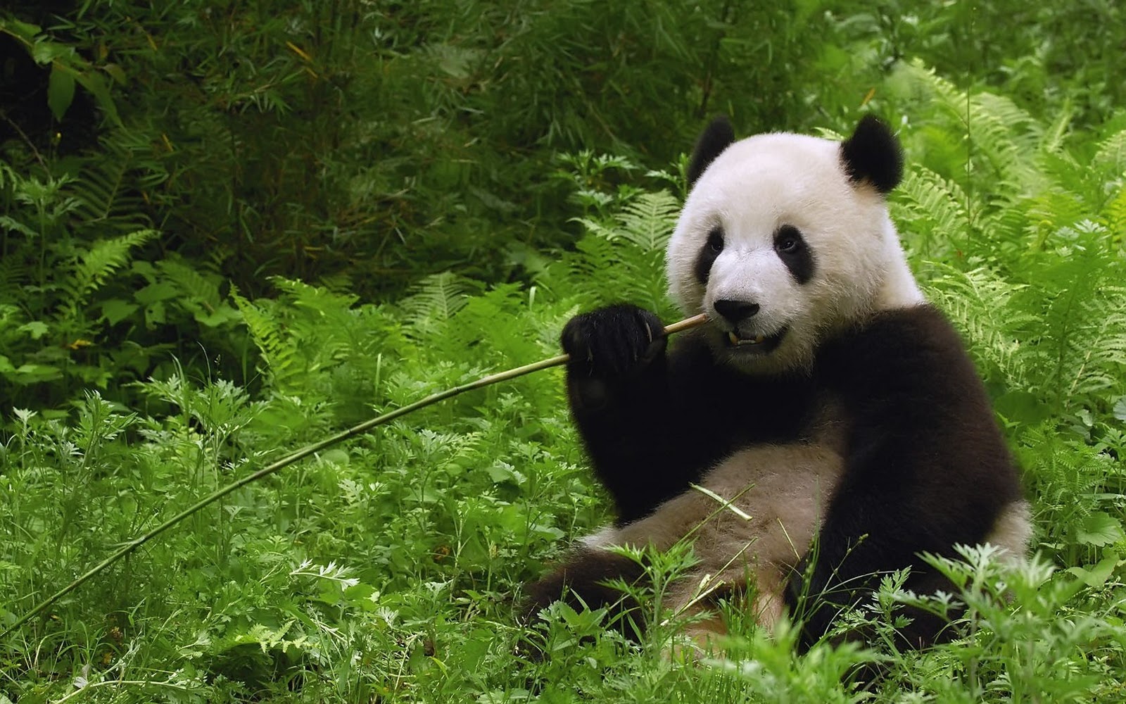 Central Wallpaper Cute Panda Bears HD Wallpapers 1600x1000