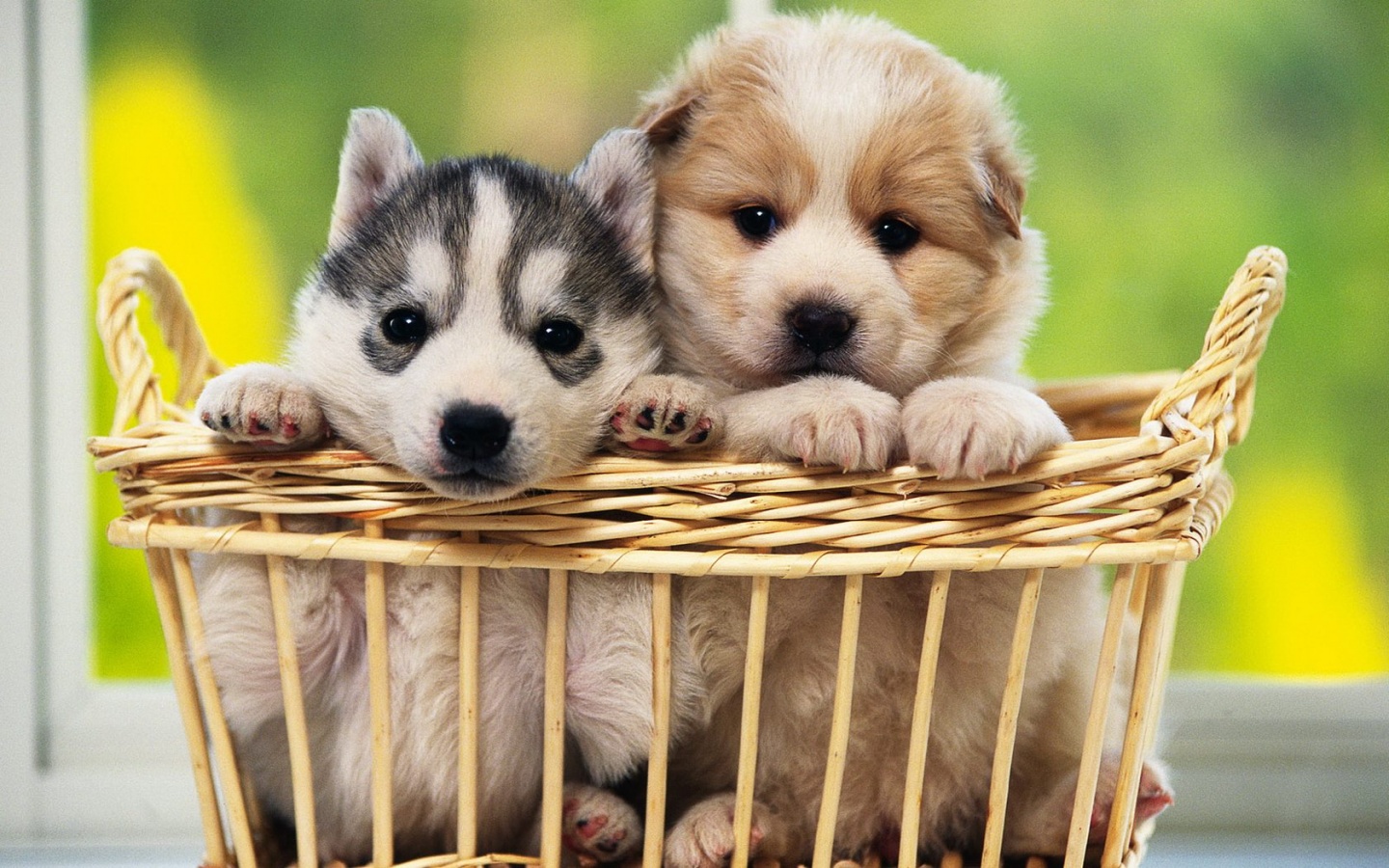  Dogs HD Wallpapers Cute Dogs Wallpapers HD Cute Dogs Wallpapers 1440x900