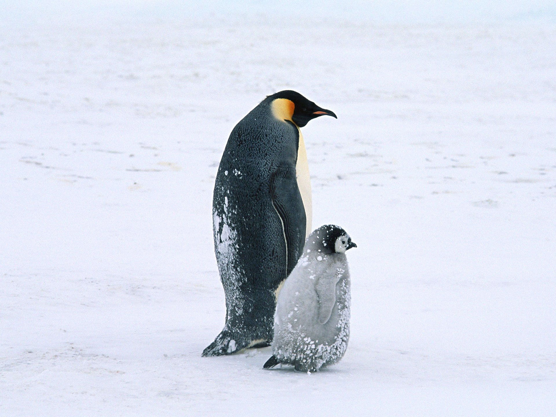 25 Cute Penguins Wallpapers and Backgrounds for 1920x1440