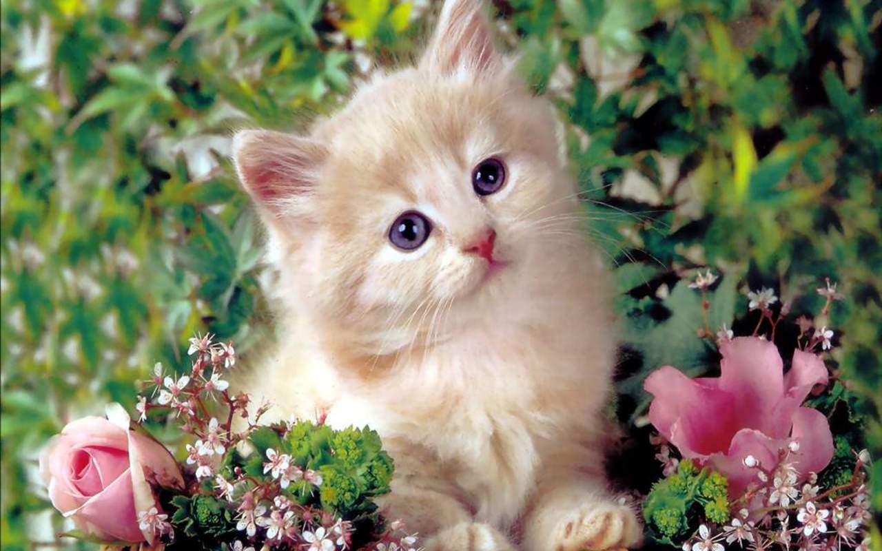 Cute Kitten   Kittens Wallpaper 16122928   Page 5 1280x800