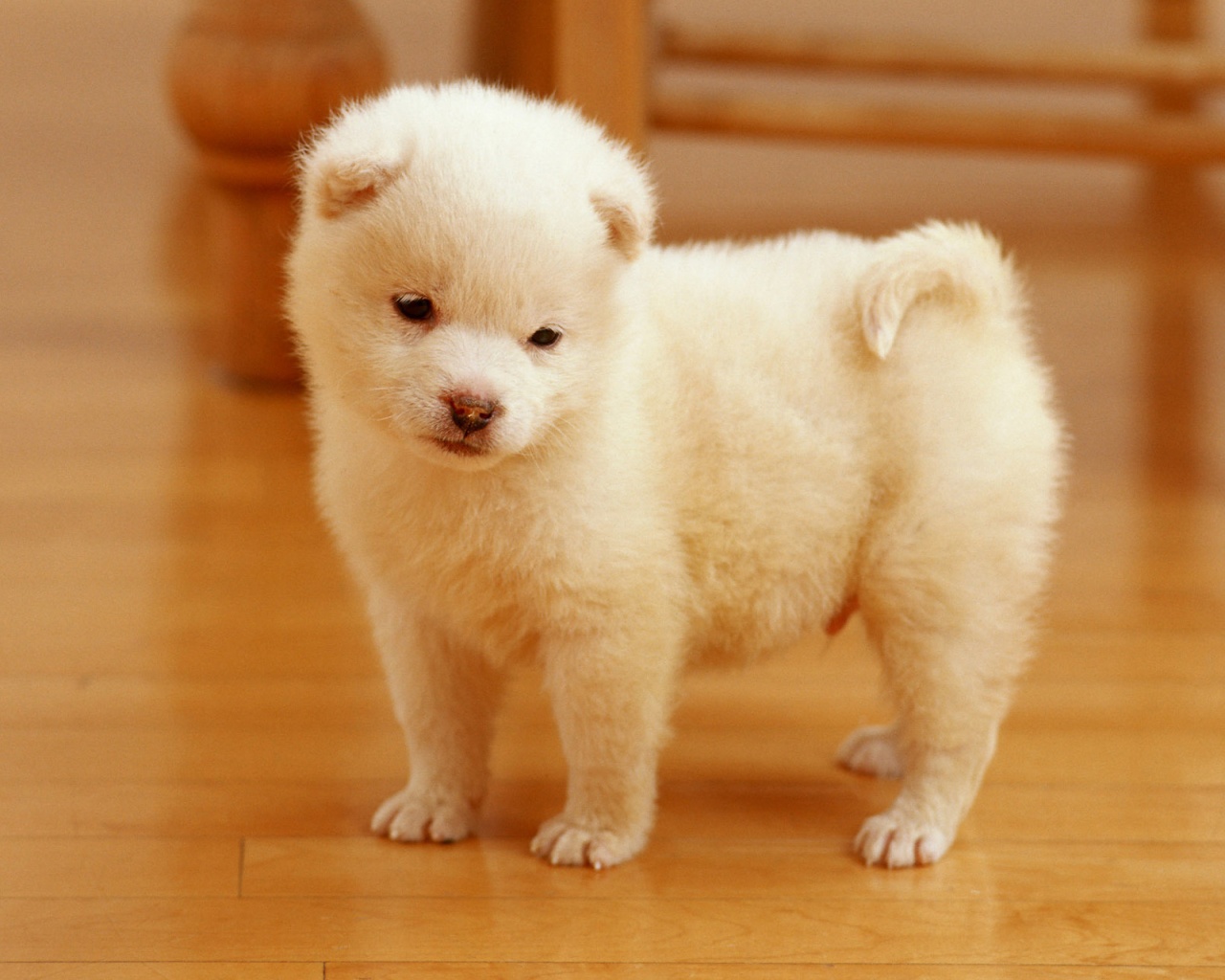 rare pictures here is the latest collection of cute puppies wallpapers 1280x1024