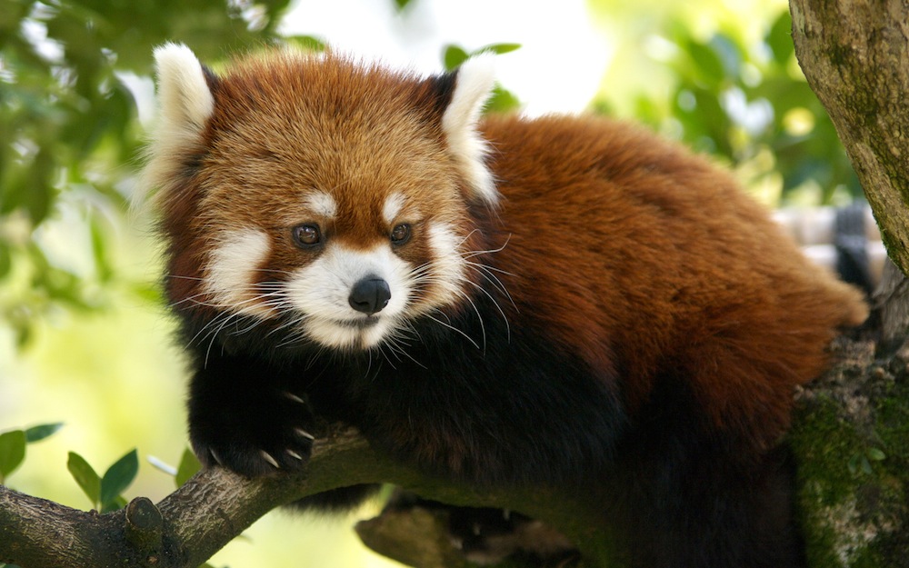 rosso cute red panda pictures panda wallpaper for bedrooms red panda 1000x625