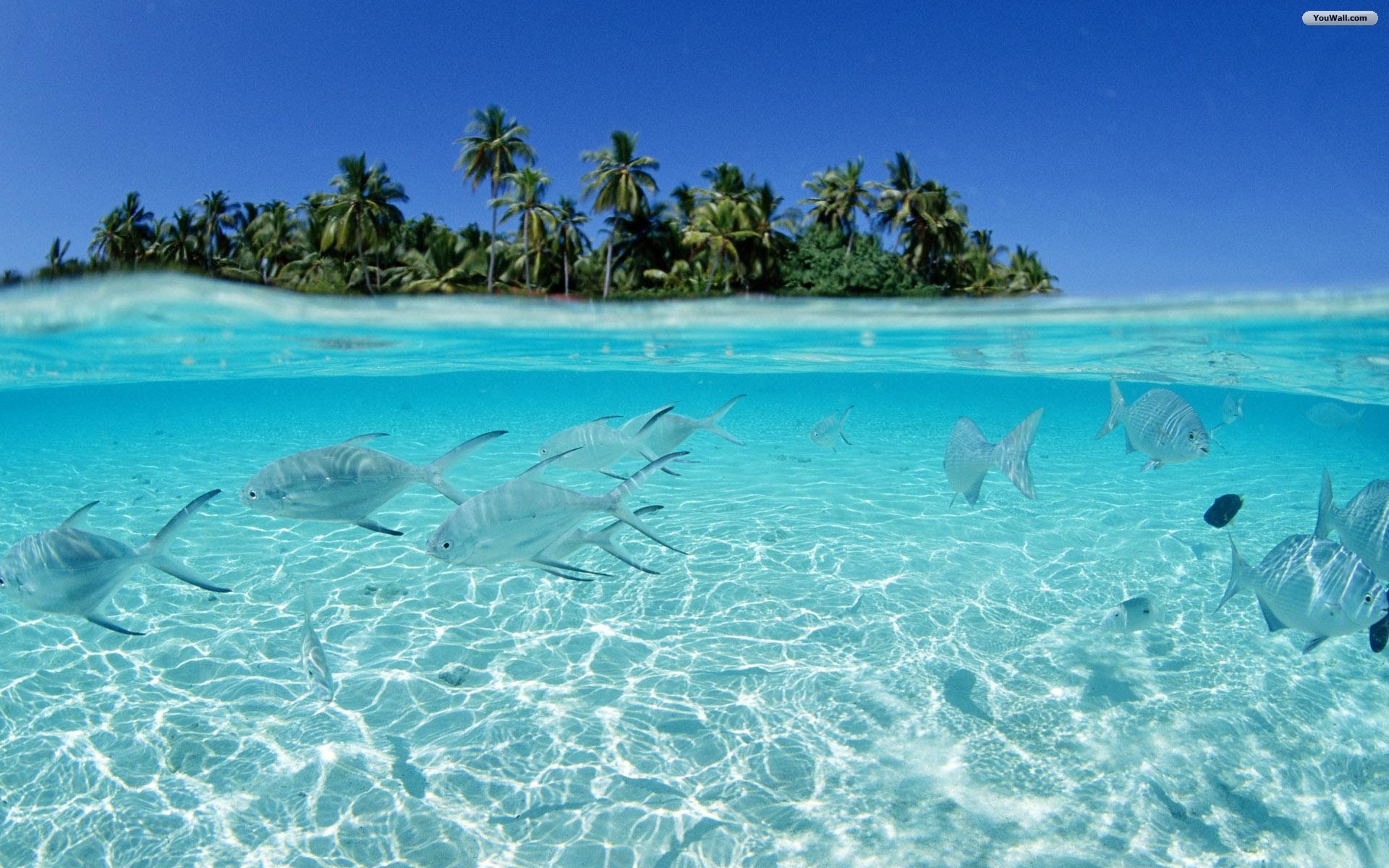  tropical island Fish HD Wallpaper Crystal Clear Water Tropical Island 1920x1200