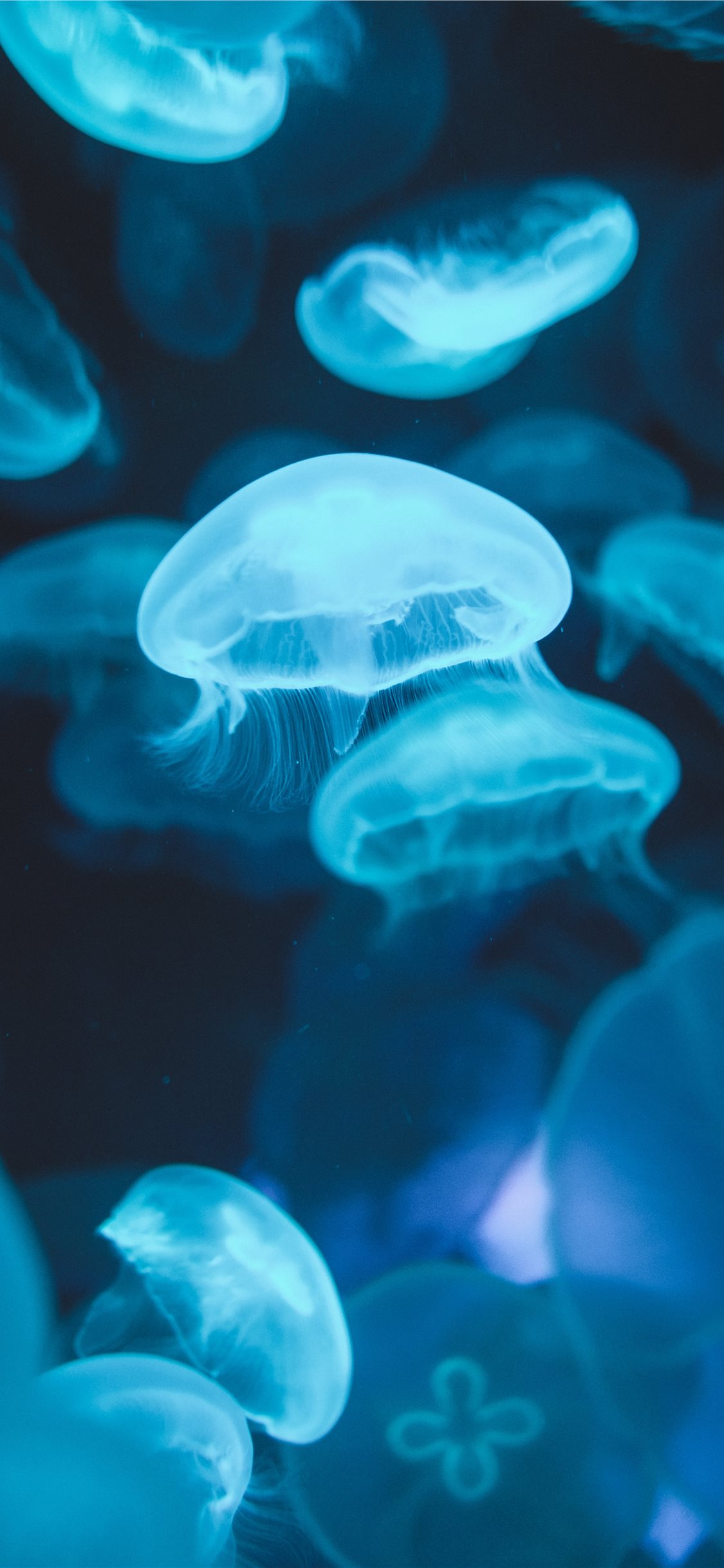 school of jellyfish swimming on water iPhone 11 Wallpapers Free