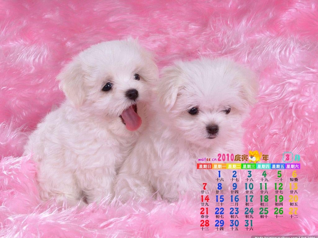 Cute Wallpapers 1024x768