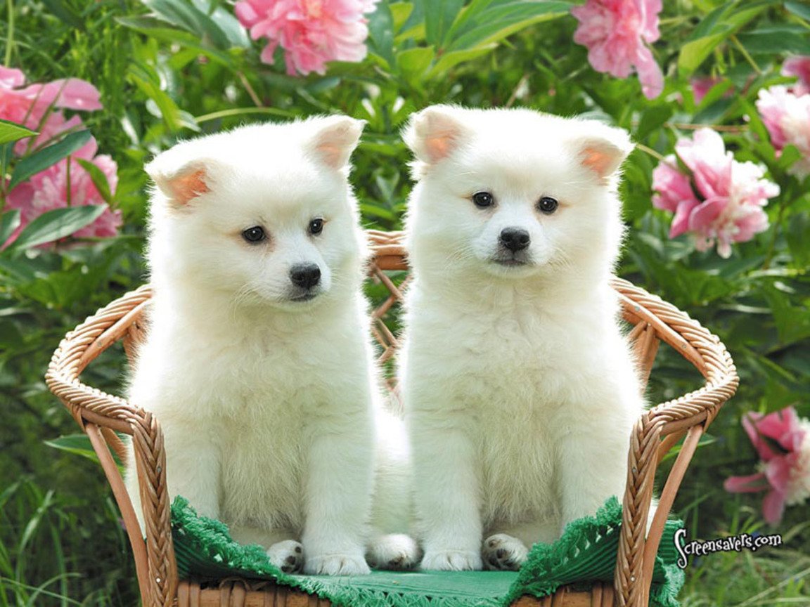  Things PicturesImages And Wallpapers Cute Puppies Wallpapers HD 1152x864