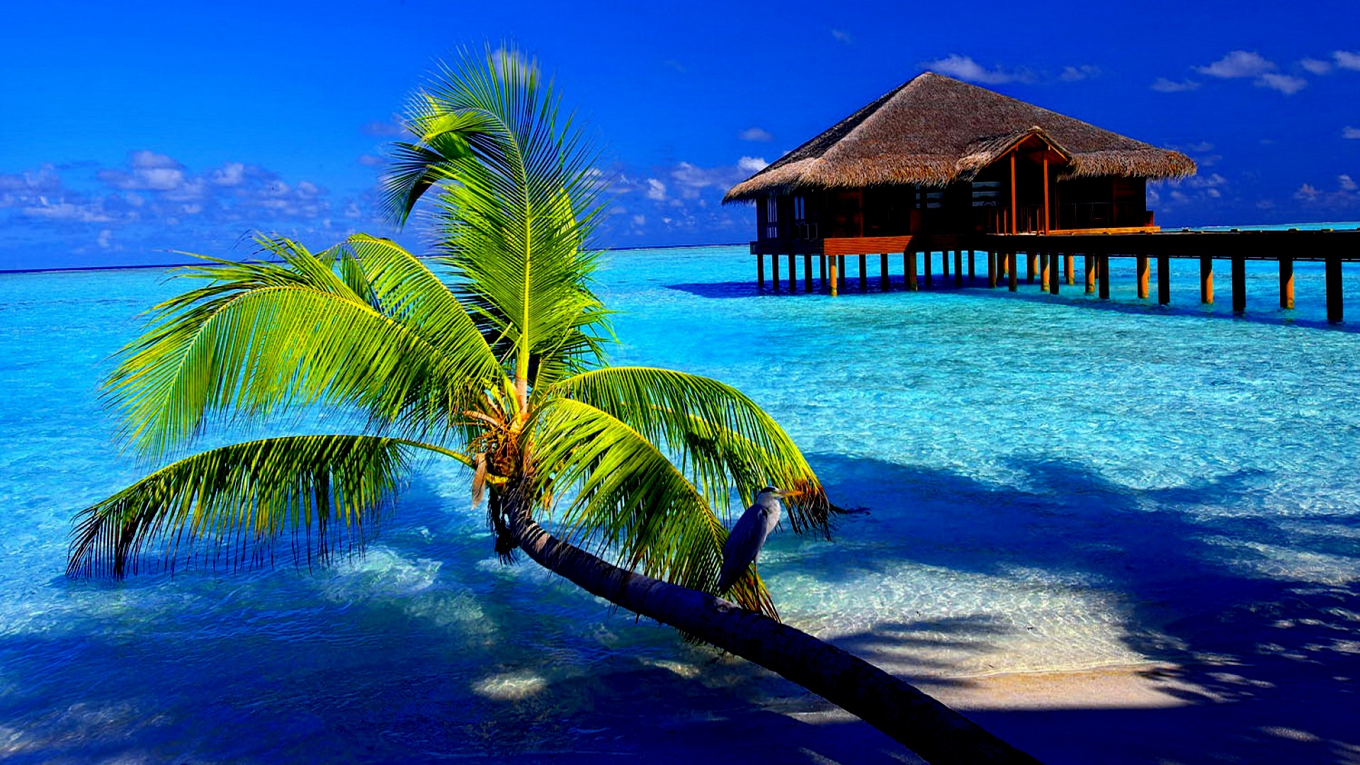 Tropical Background Latest Hd Wallpapers 1920x1080