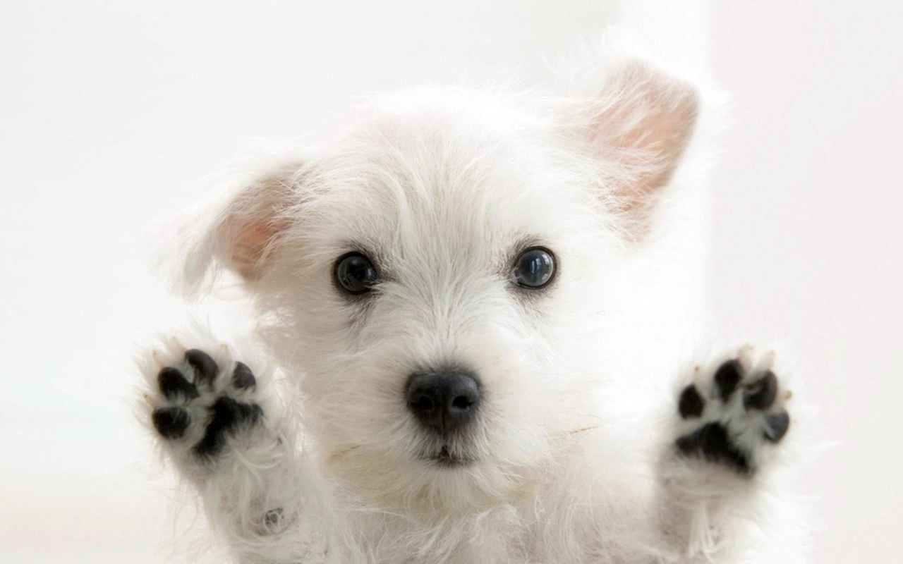 Very cute Dog 1280 x 800 widescreen Wallpaper 1280x800