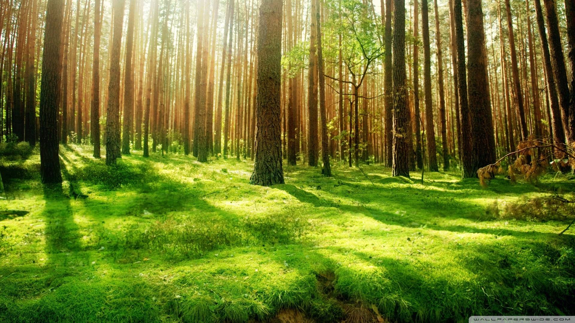 Magical Forest Nature Magical Forest 1920x1080