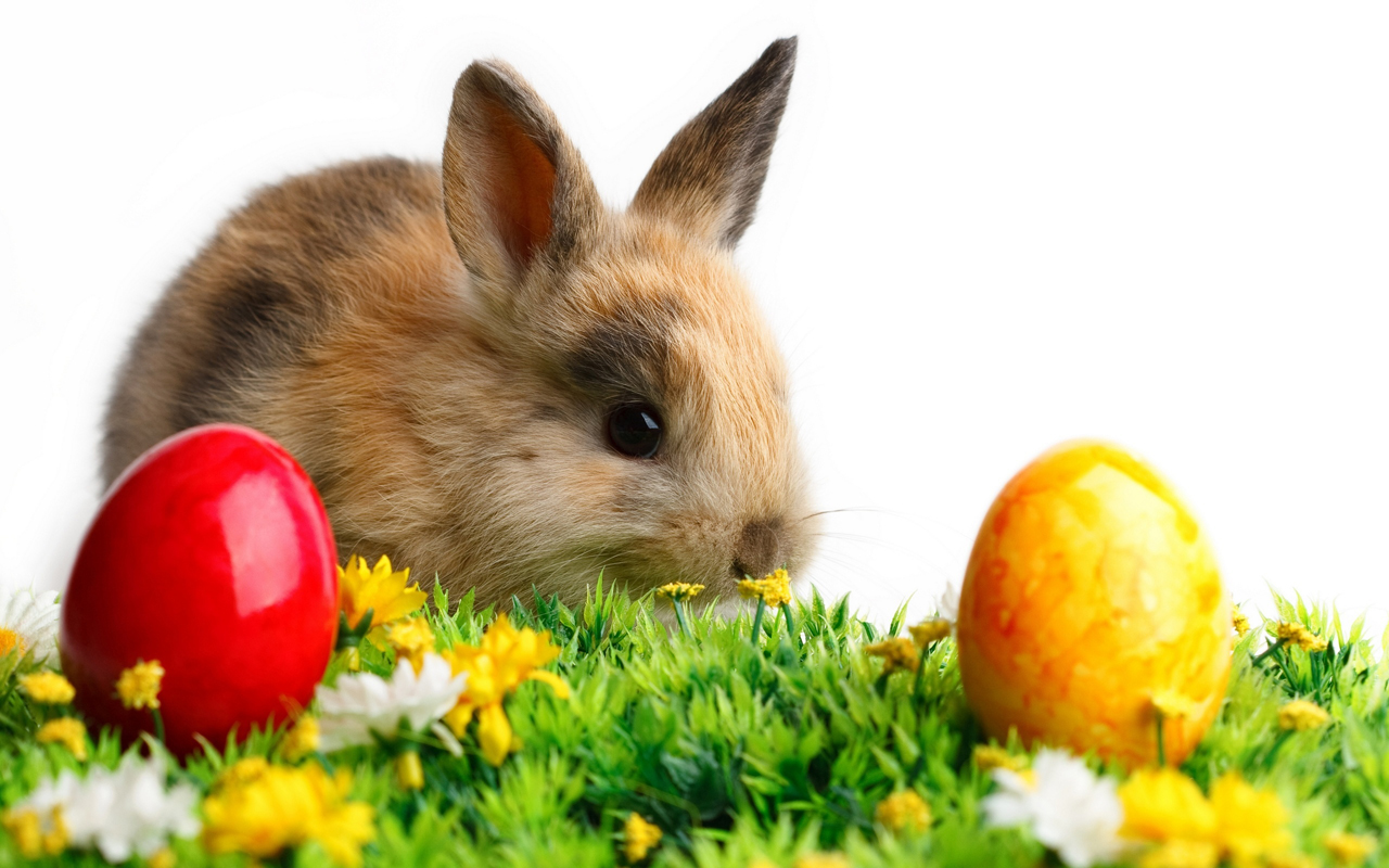  Download Easter 2013 HD Wallpapers for Android 1280x800