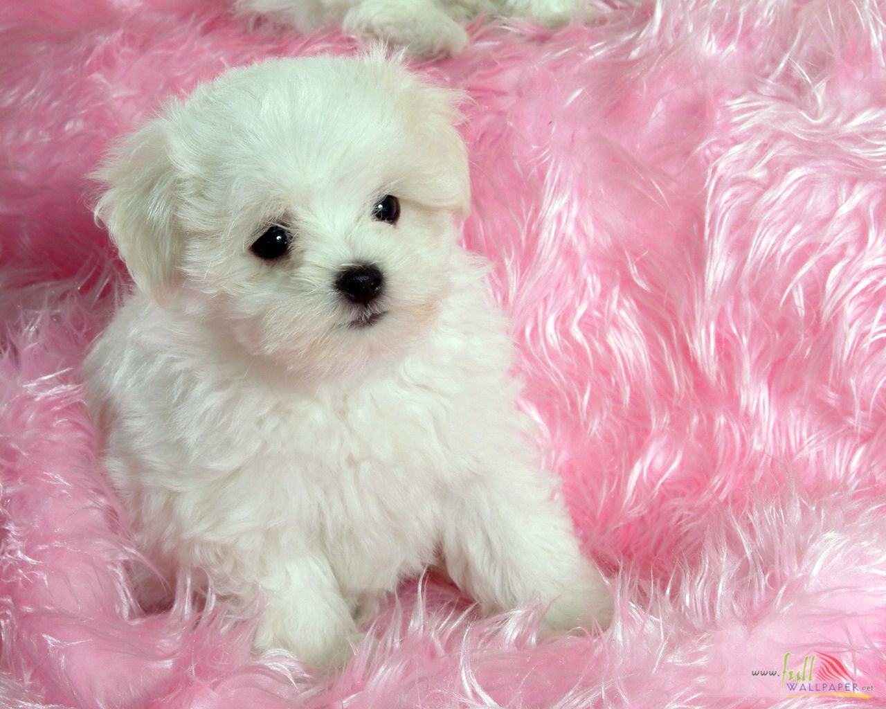 Cute Baby Dog Best Hd Wallpapers   Litle Pups 1280x1024