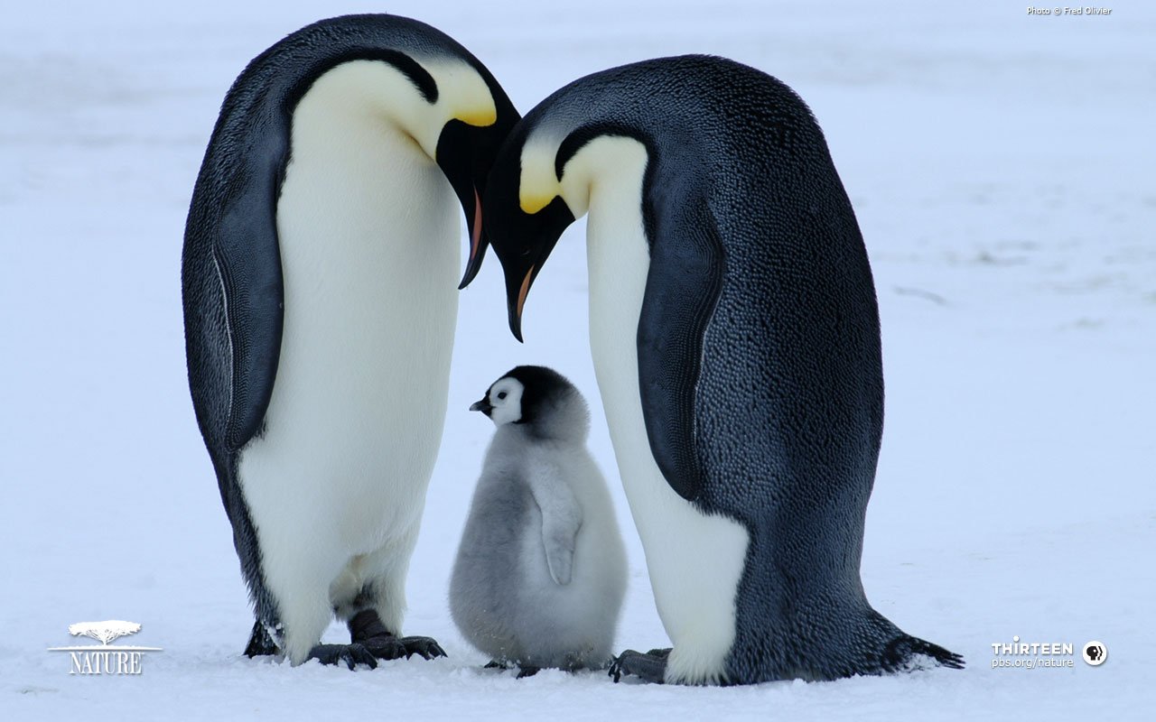 Lovely Wallpapers Penguin Birds Cute Wallpapers 1280x800