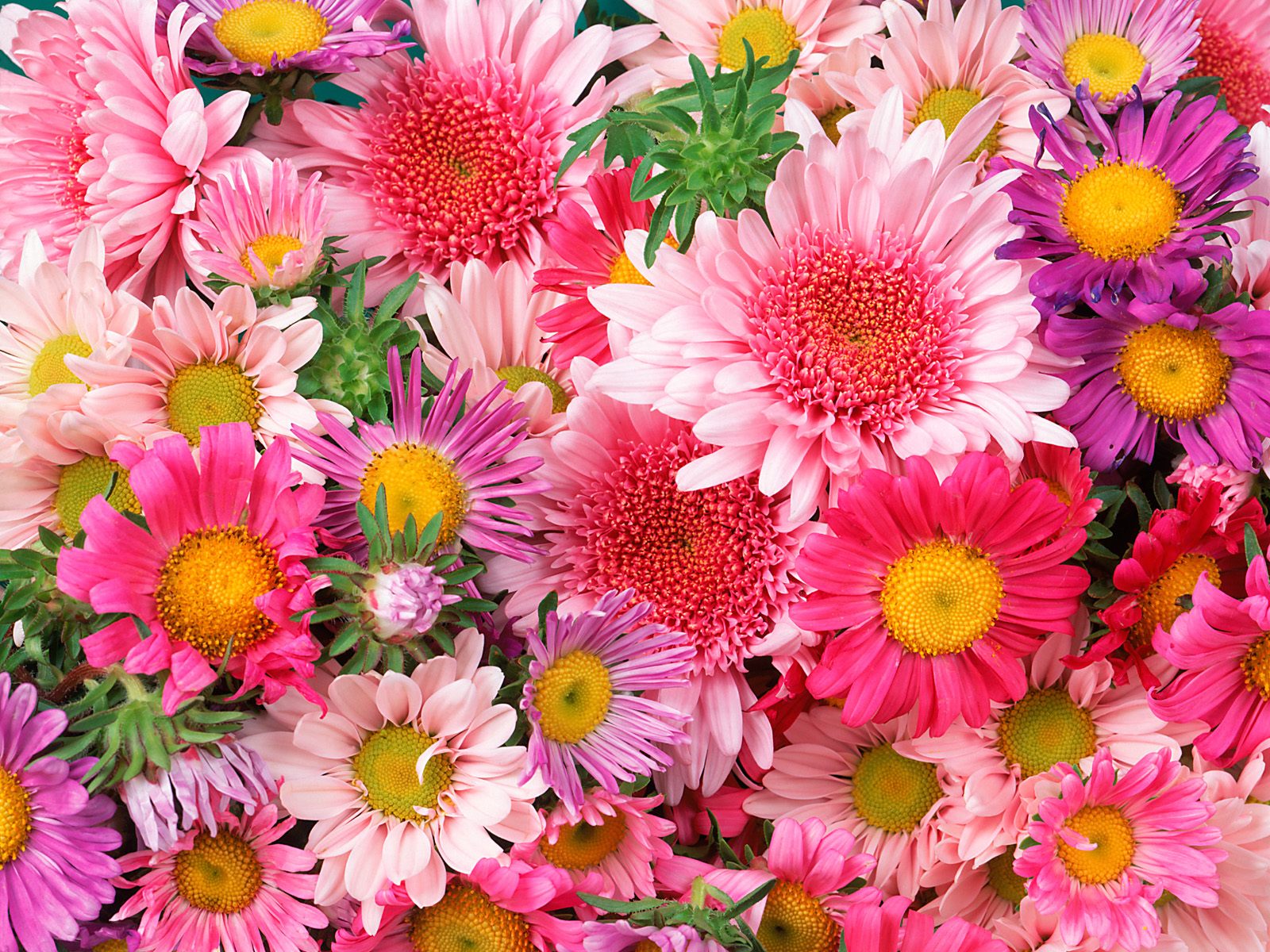  Download High quality Flowers Wallpaper Num 147 1600 x 1200 1600x1200