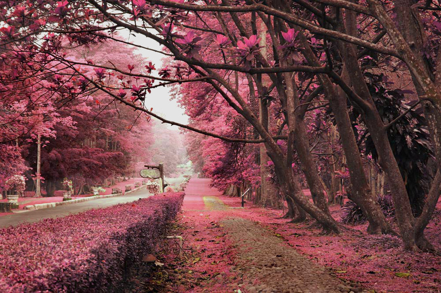 Pink Nature wallpaper   ForWallpapercom 909x605