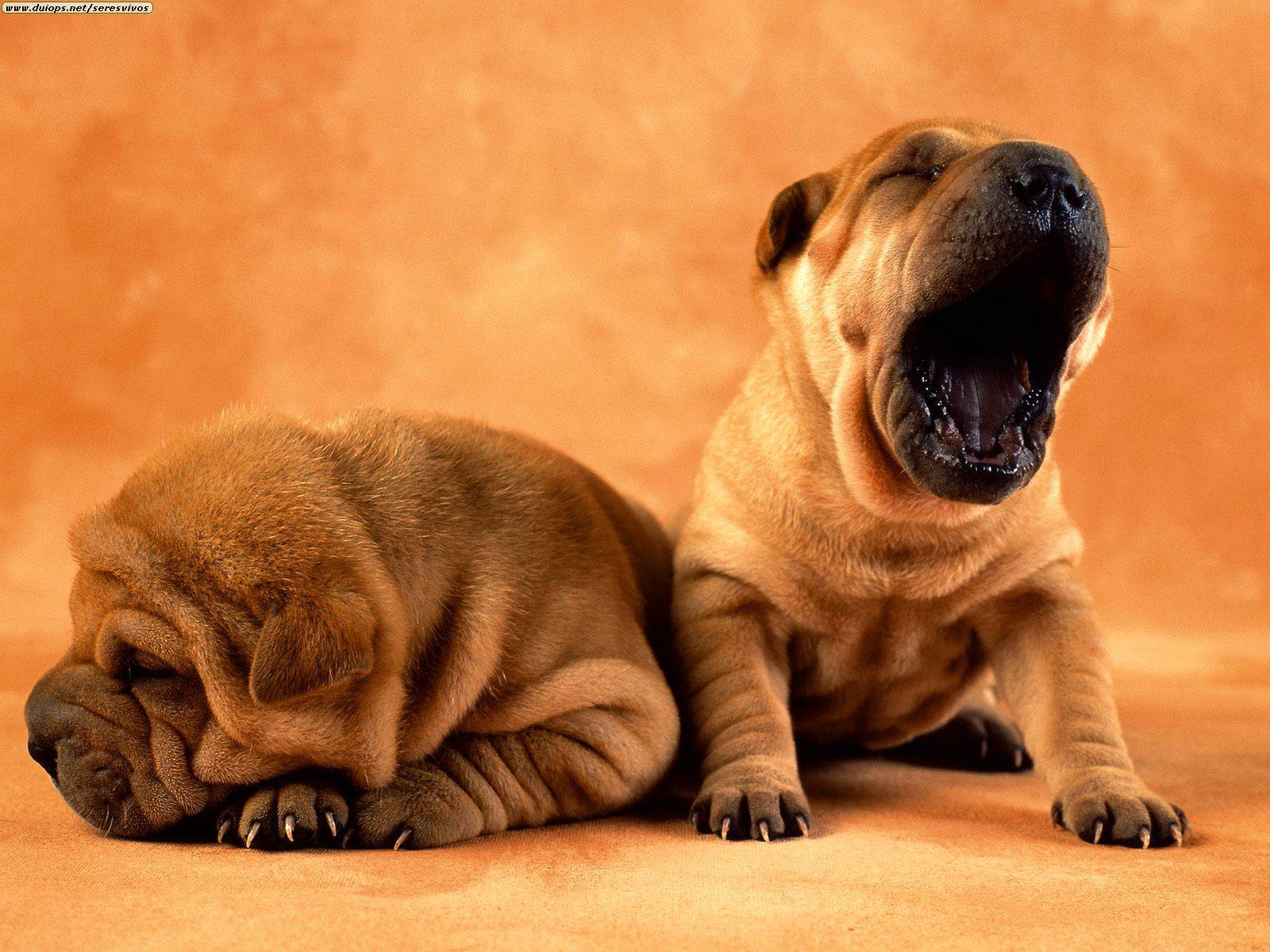 Cute puppies wallpaper2 Cute puppies desktop wallpaper 1600x1200