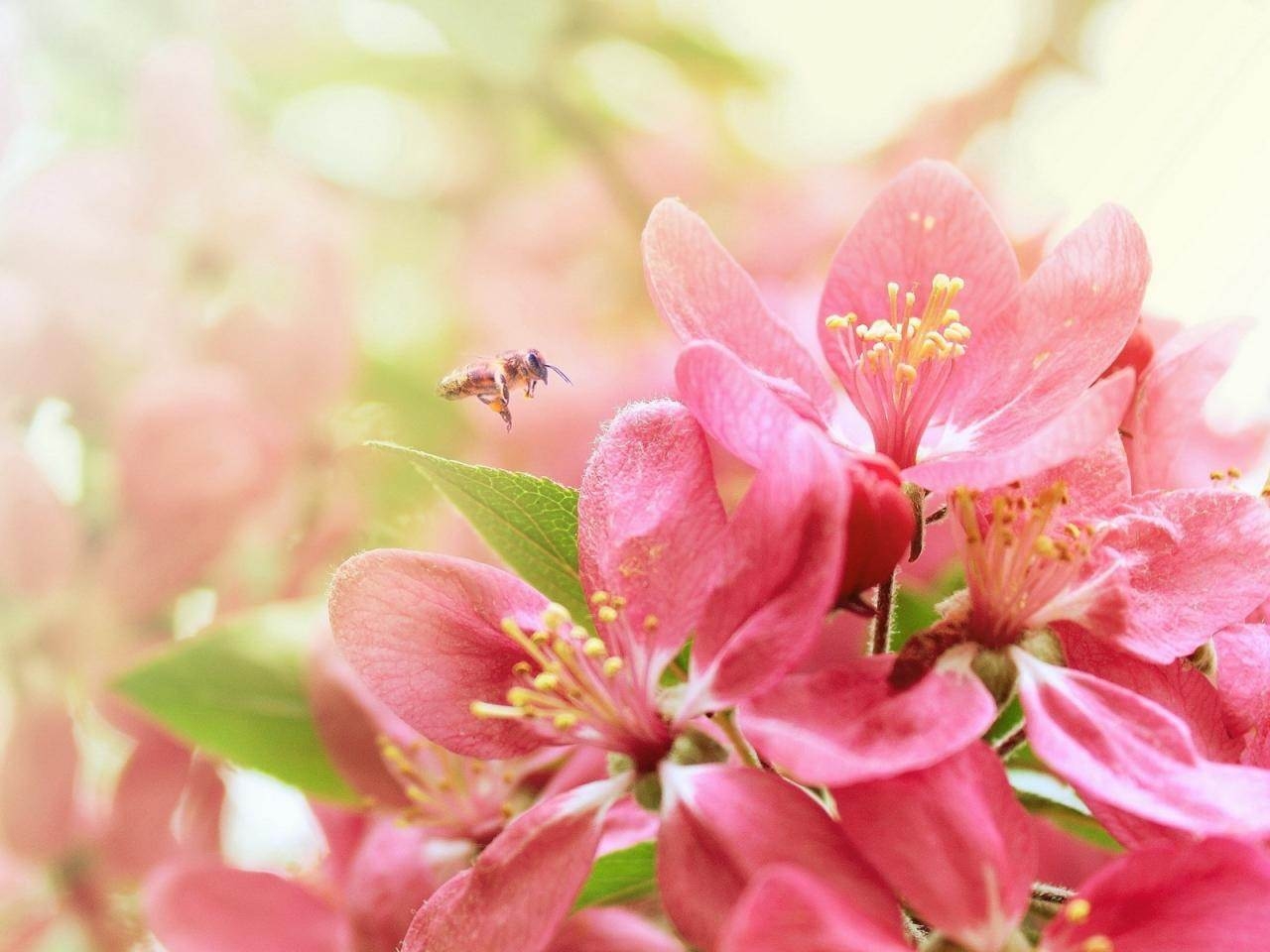 Bee Pink Heaven Flowers Nature Background Wallpapers 1280x960