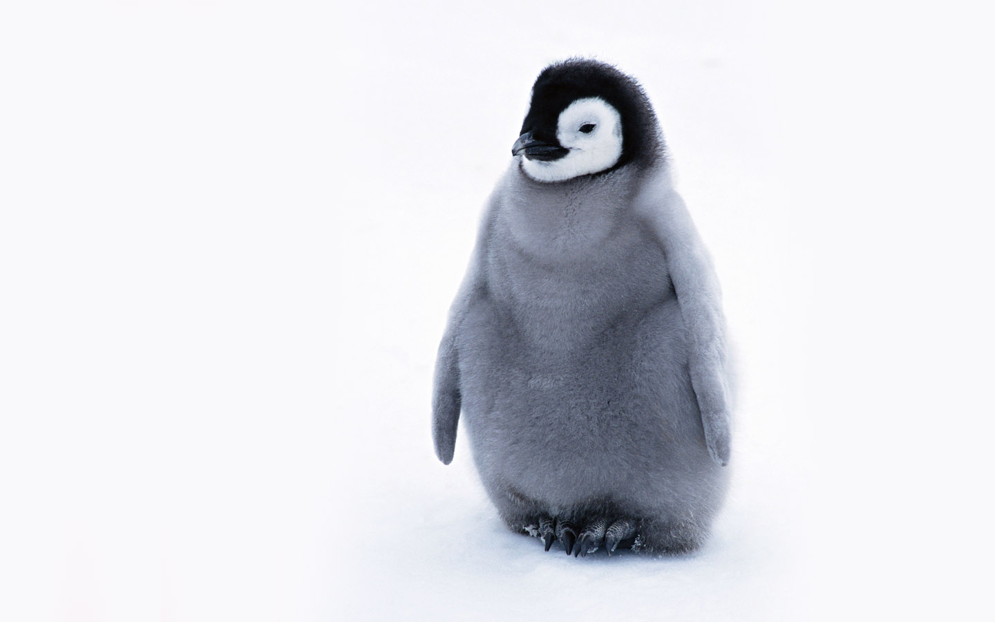 Pics Photos   Cute Penguin Wallpaper 1440x900